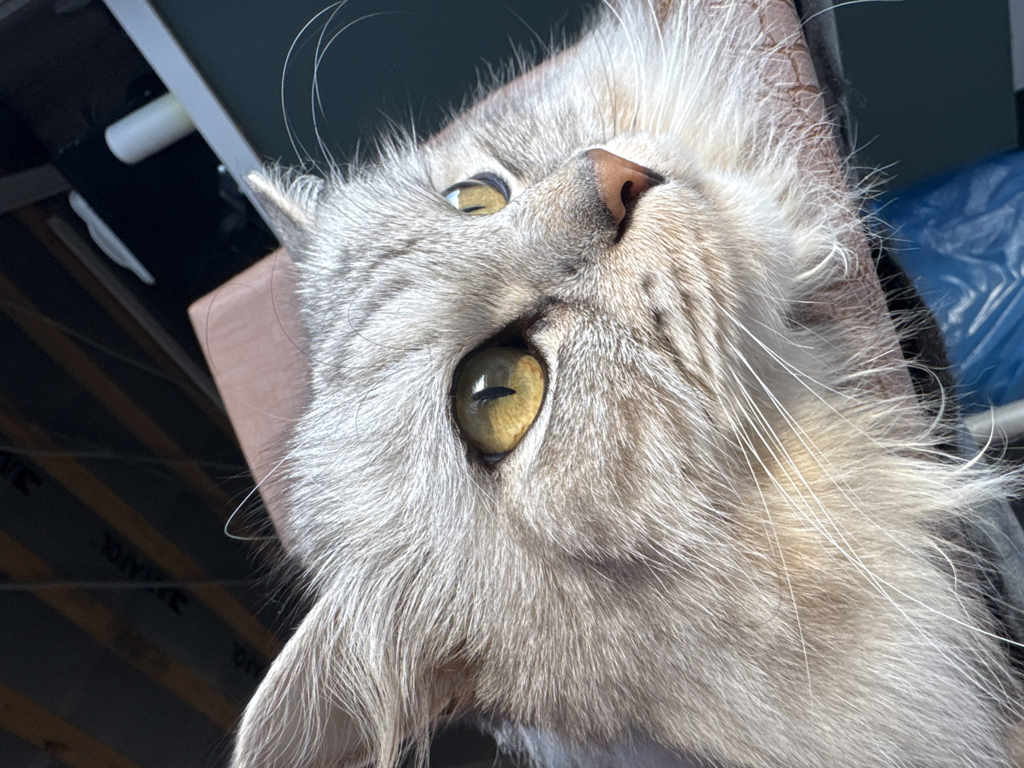 A close-up, eye-level shot captures a domestic cat, likely a long-haired breed such as a Maine Coon or Siberian, with a striking silver-grey tabby-like coat and long, prominent whiskers. The cat's head is tilted, looking upwards and slightly to the right, presenting an engaging, curious expression. Its large, round eyes, a vibrant amber or yellow, are the focal point, with vertical slit pupils reflecting bright light. The cat's nose is a soft pinkish-brown, and its fur appears thick and fluffy, with visible individual strands and some shedding.
The background is varied and appears to be an indoor or semi-sheltered environment. To the left and upper part of the image, dark surfaces are visible, with what appears to be a white cylindrical object (possibly a pipe or tube) and another smaller, light-colored object below it. Further back and to the right, there's a crinkled blue object, possibly a plastic tarp or bag. The cat seems to be resting against or on a brownish-pink surface with a subtle pattern.
Bright, natural light illuminates the scene, highlighting the cat's fur and eyes, suggesting it is daytime. In the background, on a dark, diagonally striped surface, faint text is visible, including "МАРКОЛ" and "30ММ", suggesting some form of insulation or construction material. The overall impression is one of alertness and gentle curiosity from the cat within a somewhat utilitarian or unfinished setting, possibly on a farm in Russia, given the provided context.