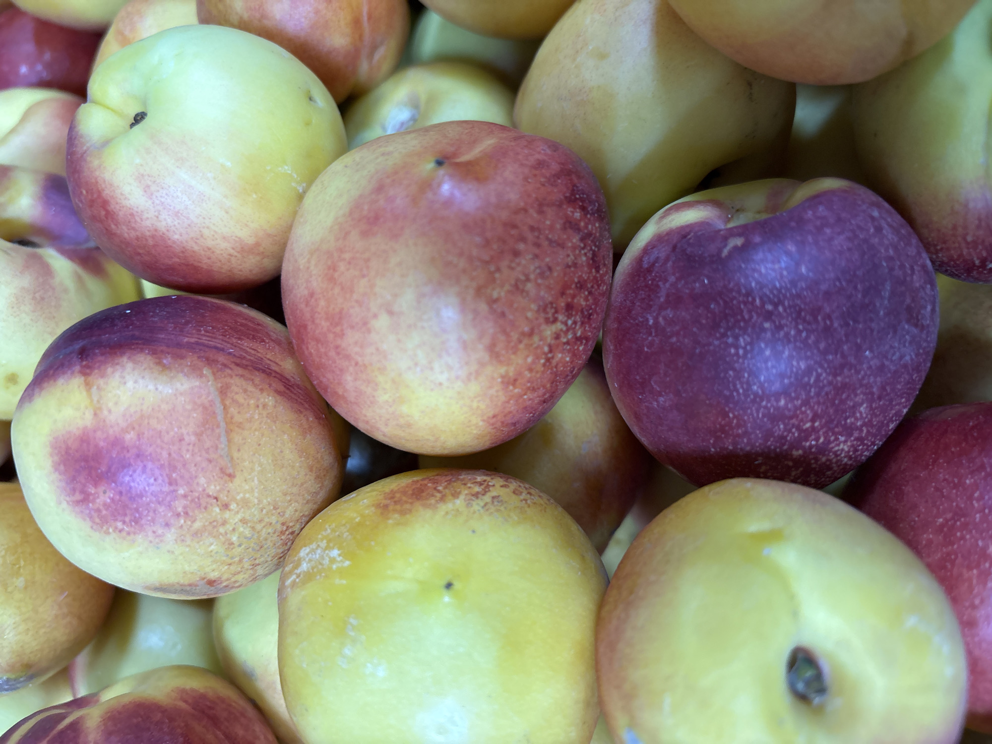 A close-up, overhead shot shows a pile of ripe nectarines. The fruits are round with smooth skin, exhibiting a gradient of colors from yellow to deep red. Some nectarines have streaks of blush red and pink against a yellow background, while others are predominantly red with hints of yellow. A few have a darker, almost purplish hue. The fruits are tightly packed, with some overlapping each other. The background is filled with more nectarines, creating a continuous textured surface. The lighting is soft and diffused, highlighting the textures and colors of the fruit. There are no visible people or any indication of a specific location within Zvenigorod, Russia.