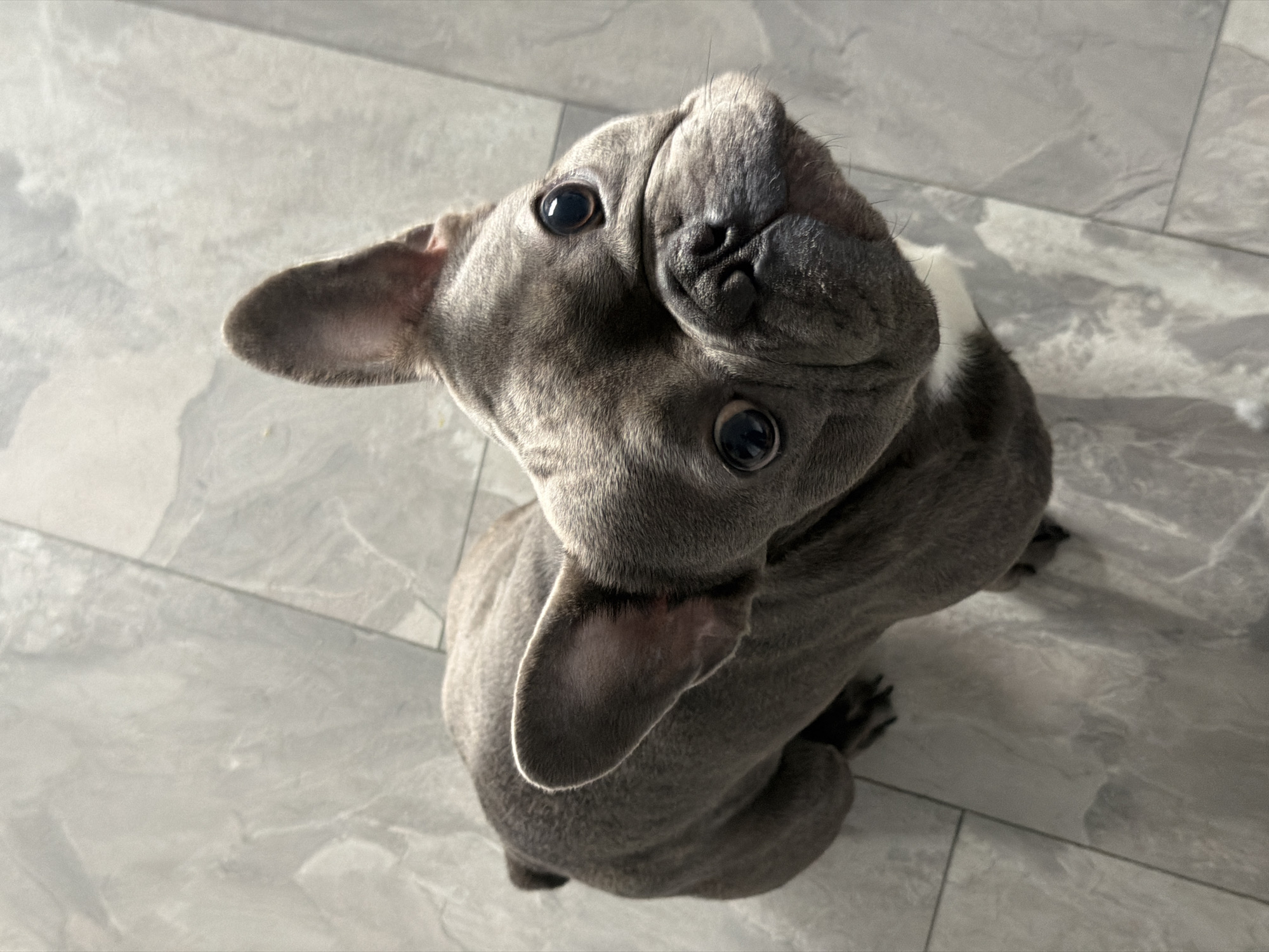 A high-angle, medium shot shows a blue brindle French Bulldog from a slightly elevated perspective, looking up at the camera. The dog is positioned on a tiled floor with a light grey, marble-like pattern. The dog's ears are perked and upright, and its large, dark eyes are wide. Its muzzle is short and wrinkled, with a black nose. The dog has a short tail, which is visible. The lighting suggests an indoor environment, possibly a home. There are no people visible in the image, nor any specific landmarks that would indicate a location in Ruse, Bulgaria.