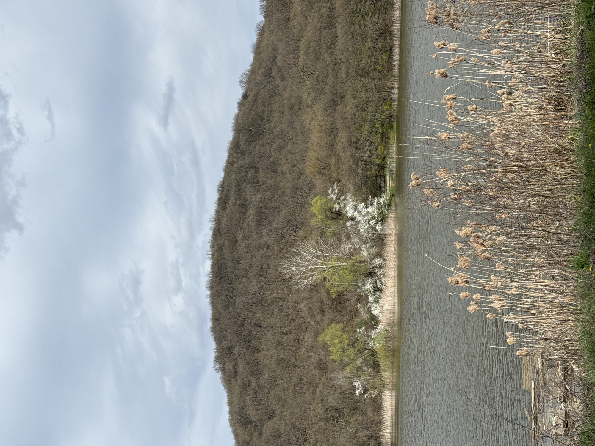 The image depicts a natural scene, likely a lake or a large pond, next to a densely wooded area. The sky is overcast with thin clouds. A row of reeds or tall grasses grows along the edge of the water. The trees on the hillside are mostly bare, with a few showing signs of early spring greenery. Some trees are blooming with white flowers. There are no people visible in the image. Given the request to associate it with the city of Razgrad, Bulgaria, this could be a view of the Beli Lom River or one of the lakes in the surrounding areas.
