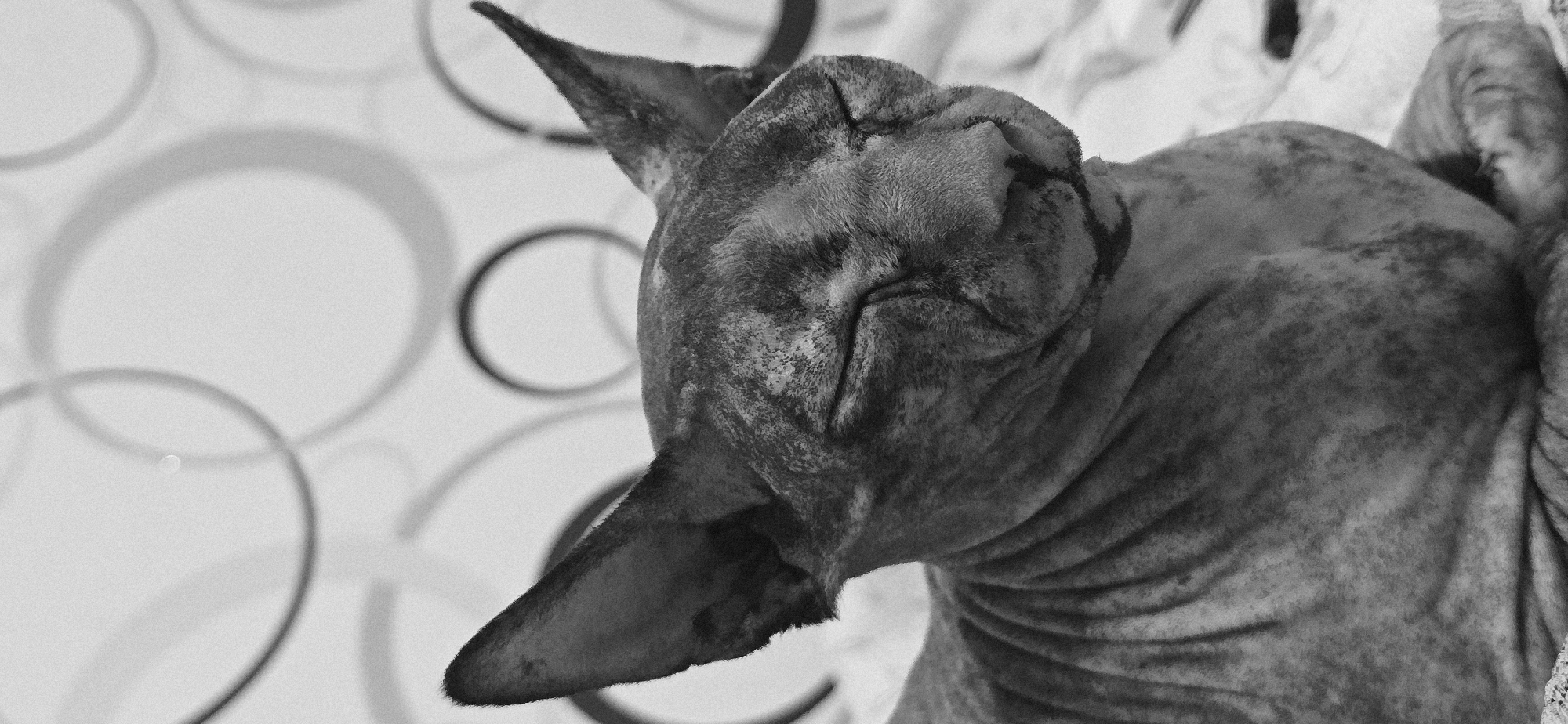 A black and white, close-up, eye-level shot features a hairless cat, likely a Sphynx breed, resting with its eyes closed. The cat has prominent ears and wrinkled skin. The background consists of a wall with a repeating pattern of grey circles and a textured surface, possibly a blanket or bed, beneath the cat. The scene is indoors, with no discernible outdoor elements or indication of location within Baku, Azerbaijan.
