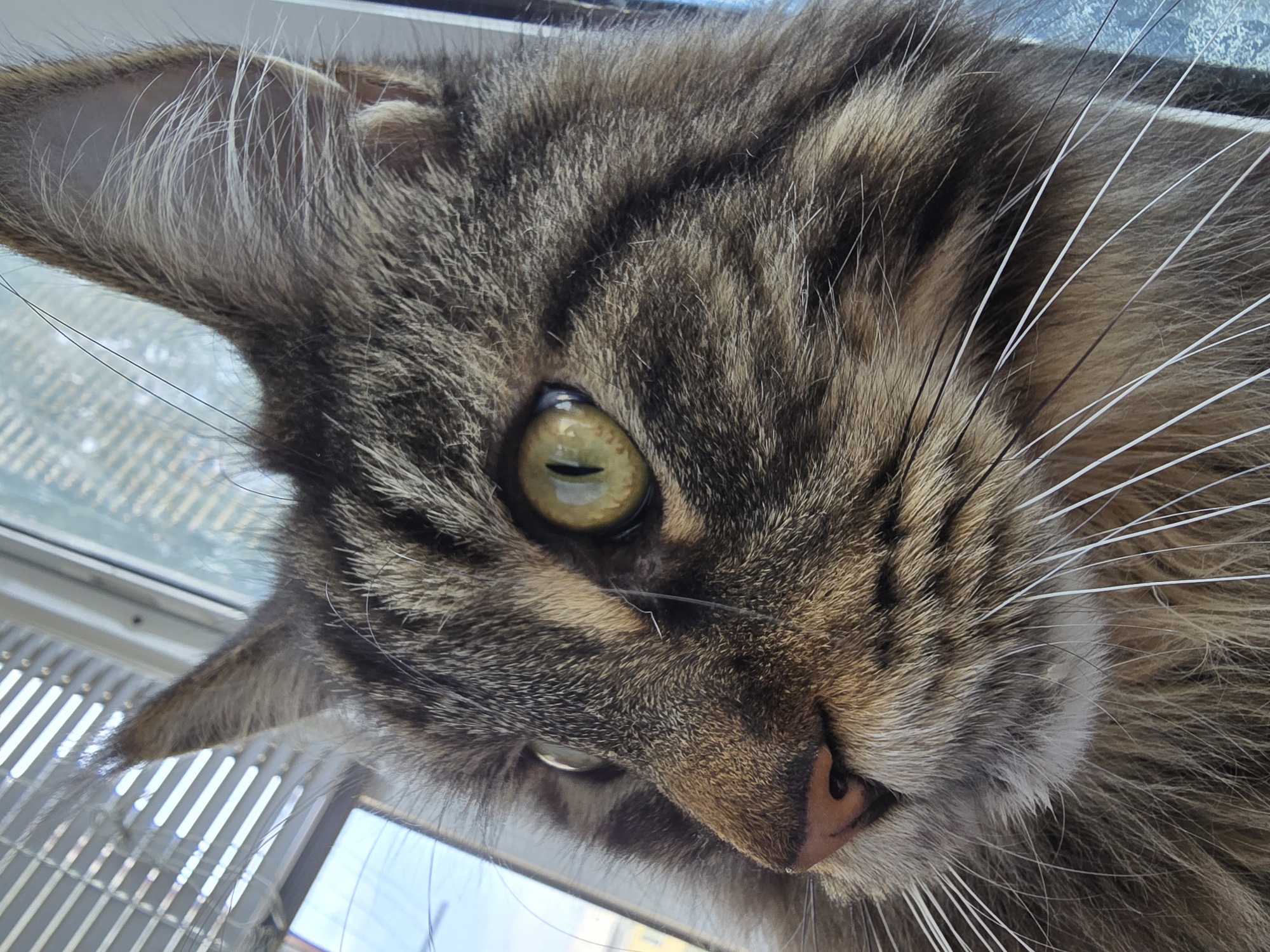 A close-up, low-angle shot captures the profile of a tabby cat's face. The cat is looking to the left, with its head angled slightly upward. Its fur is a mix of brown and black tabby markings, with a lighter colored patch under its chin. The cat's left eye is a striking green with a vertical pupil. Its nose is pinkish-brown, and long, white whiskers fan out from its muzzle. The background is out of focus, showing what appears to be a window with blinds and a glimpse of a blue sky. The lighting suggests it is daytime.