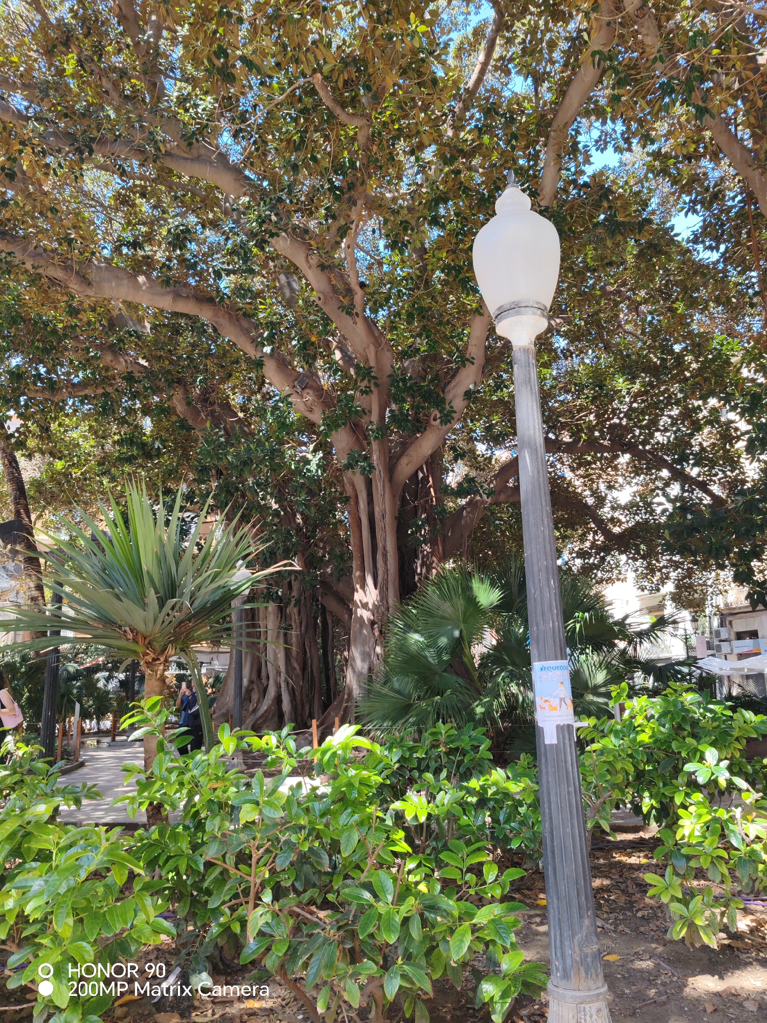 The image shows a scene in Alicante/Alacant, Spain, featuring a large Ficus macrophylla tree in a park setting. The tree's trunk and branches are prominent, with extensive foliage obscuring the sky. A white-globed lamp post stands in the foreground, partially obstructing the view of the tree. A flier is affixed to the lamp post. Various plants and shrubs are visible in the foreground and middle ground. A paved walkway is partially visible on the left side of the image. A person is standing in the background. Buildings are partially visible in the distance. The scene is well-lit, suggesting a sunny day.