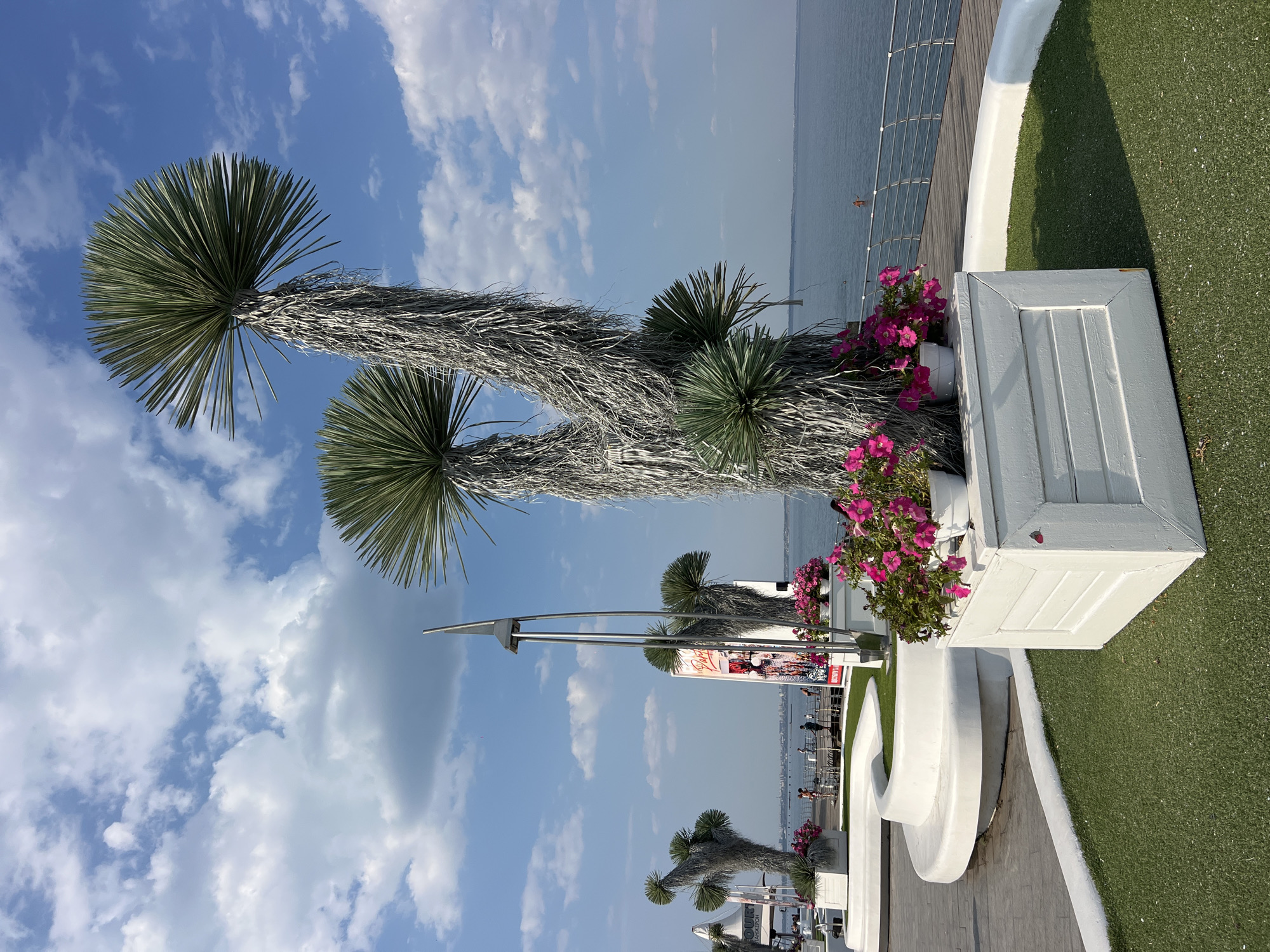 In Odesa, Ukraine, a clear blue sky with scattered white clouds serves as the backdrop for an outdoor waterfront scene. In the foreground, a large, weathered planter box holds vibrant pink flowers. This planter is placed on a patch of artificial green turf. To the left, a white, curved, modern bench is also situated on the turf.
Dominating the center of the image are several striking trees with unique, shaggy trunks and spiky, fan-shaped green foliage at their crowns. These unusual trees are likely an ornamental planting. Behind them, a raised wooden walkway runs along the waterfront, bordered by a silver metal railing. The calm, blue sea stretches out to the horizon, where a distant cityscape is faintly visible.
On the walkway, several individuals are seen strolling or standing. A tall, modern metal sculpture or light fixture stands near the center. Further back, large banners or signs are displayed, suggesting a public area or event space. The overall impression is of a well-maintained, scenic public space by the sea.