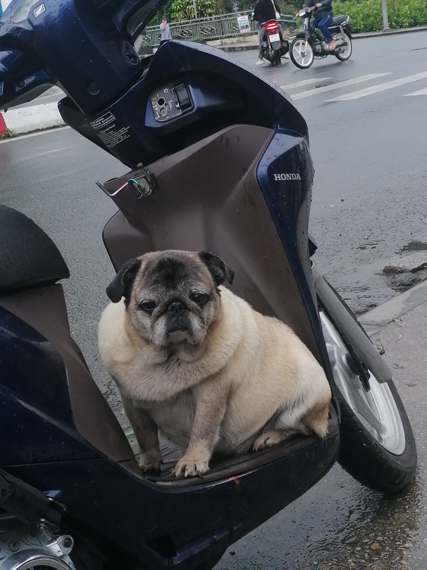 A fawn-colored pug sits on the front storage compartment of a dark blue Honda scooter on a wet street in Da Lat, Vietnam. The pug faces the camera with a slightly downturned expression, its wrinkled face and dark ears prominent. The scooter has a brown interior where the dog is seated, and a silver wheel is visible to the right. The street is wet and appears to have small puddles, suggesting recent rain. In the background, another scooter with two riders is visible crossing a crosswalk. Further back, there are trees and a low fence. The overall scene is likely captured during the day.
