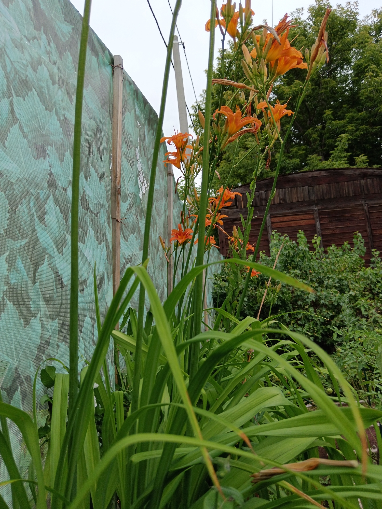 In Sorochinsk, Russia, an outdoor scene is depicted with a focus on lush green foliage and bright orange lilies. The foreground is dominated by tall, slender green stalks and long, strap-like leaves, some of which are blurred with motion. Behind these plants, a green mesh fence with a repeating leaf pattern stretches horizontally across the frame. This fence is supported by wooden posts. Beyond the fence, a dark brown wooden fence is visible, constructed from horizontal planks. Behind the wooden fence, dense green bushes and trees create a natural backdrop. The sky above is overcast and pale. The overall impression is that of a garden or backyard setting.