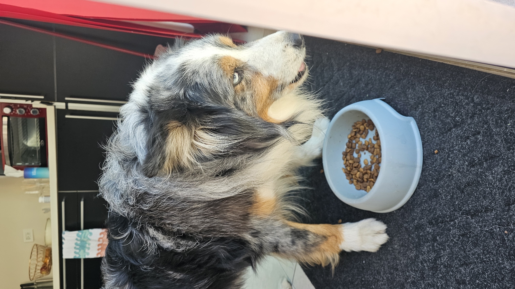 A blue merle Australian Shepherd dog, distinguished by its multi-colored coat (black, white, gray, and tan) and striking blue eyes, is depicted indoors in San Bernardino Tlaxcalancingo, Mexico. The dog stands on a dark gray textured mat, positioned to the left of a light blue plastic bowl filled with dry kibble. Its head is turned sharply to the right, away from the bowl, with its gaze directed outside the frame; a small pink portion of its tongue is visible. The background features a kitchen area with a white countertop. Visible objects on the countertop include a woven metal basket containing fruit, several clear glasses, a white bottle, a blue cylindrical container, and a red toaster oven. Below the countertop are dark-colored cabinets with silver handles, from which a white and patterned towel hangs. A light-colored tiled floor is partially visible to the left of the mat. A red vertical element and a light-colored panel define the right edge of the scene.