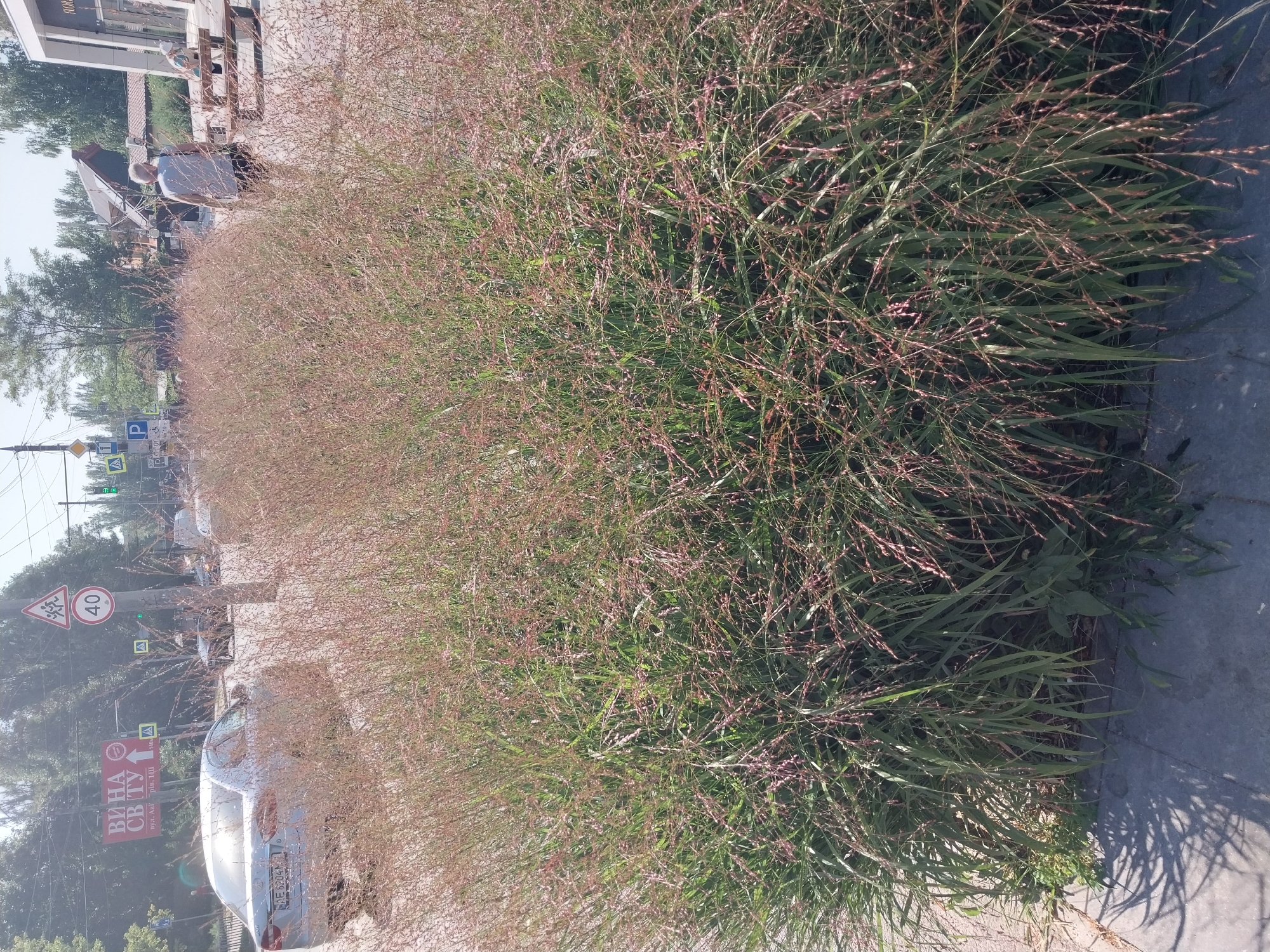 The image shows a street scene in Dnipro, Ukraine. In the foreground, there are tall, overgrown ornamental grasses with seed heads. Behind the grasses, a light-colored sedan is parked on the side of the road. The car has a license plate that reads "AE 6204 IA". Across the street, there is a tall pole with traffic signs, including a speed limit sign indicating 40, and a warning sign for children crossing. Further down the street, there are trees and buildings, including a modern-looking building with large windows. A man with gray hair is walking away from the camera, wearing a white t-shirt and dark shorts. Another person, possibly a woman wearing a light-colored hat, is sitting on a bench in the background. The sky is bright and the scene appears to be illuminated by daylight.