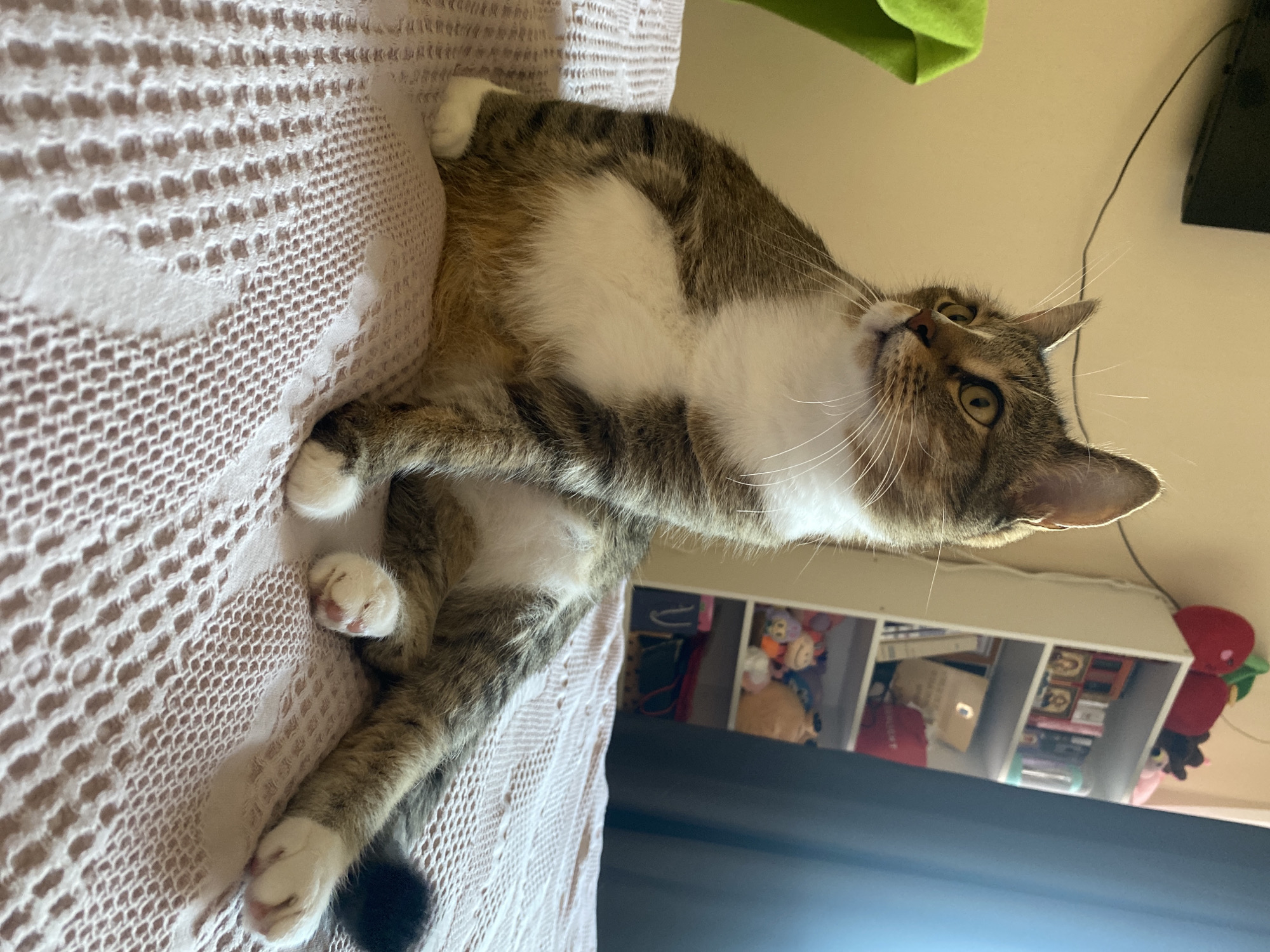 A tabby and white cat is lying on a white, textured blanket. The cat is on its back, with its legs in the air. The cat's eyes are open and it is looking up. The background is a light yellow wall with a shelf of toys and books. A green object is hanging from the top left of the frame, and a black cord is visible on the right. The scene appears to be indoors, likely in a home. The lighting suggests it is daytime.