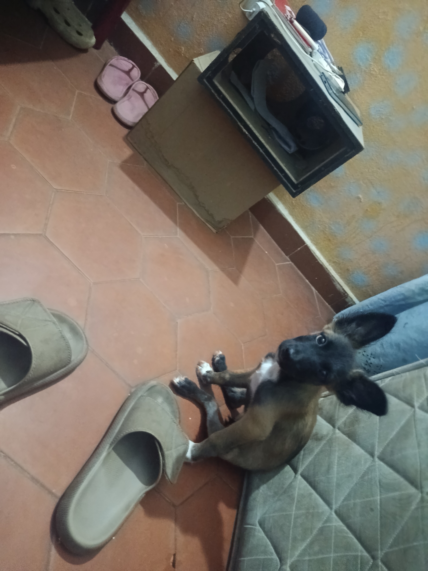 The image depicts an indoor scene in Juan Griego, Venezuela. A young, brindle-colored dog with black ears and muzzle sits on a grey mattress on the floor near a pair of tan-colored sandals. The floor is tiled with hexagonal terra cotta tiles. Other objects in the room include a cardboard box, a pair of pink flip-flops, and a pair of white crocs. The walls are painted in light colors. The environment is dimly lit.