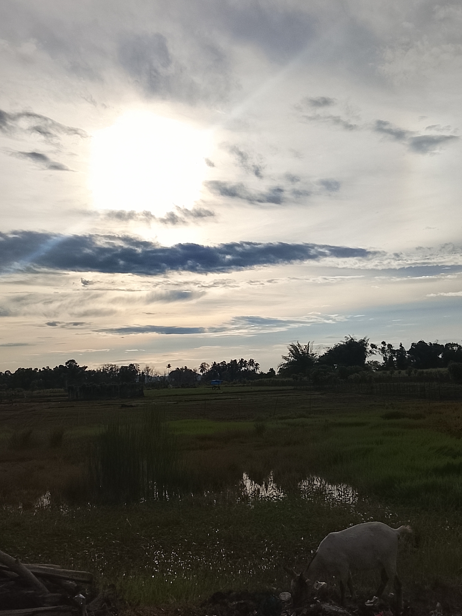 The image captures a natural scene in Geunteng, Indonesia, under a cloudy sky with the sun partially obscured. In the foreground, a light-colored goat is grazing amidst vegetation and what appears to be some discarded materials. The middle ground reveals a field with patches of water, tall grasses, and further agricultural land. The background is dominated by a line of trees and foliage, with hints of structures and possibly a small building. The overall atmosphere suggests a rural or semi-rural setting at dawn or dusk, given the lighting conditions.
