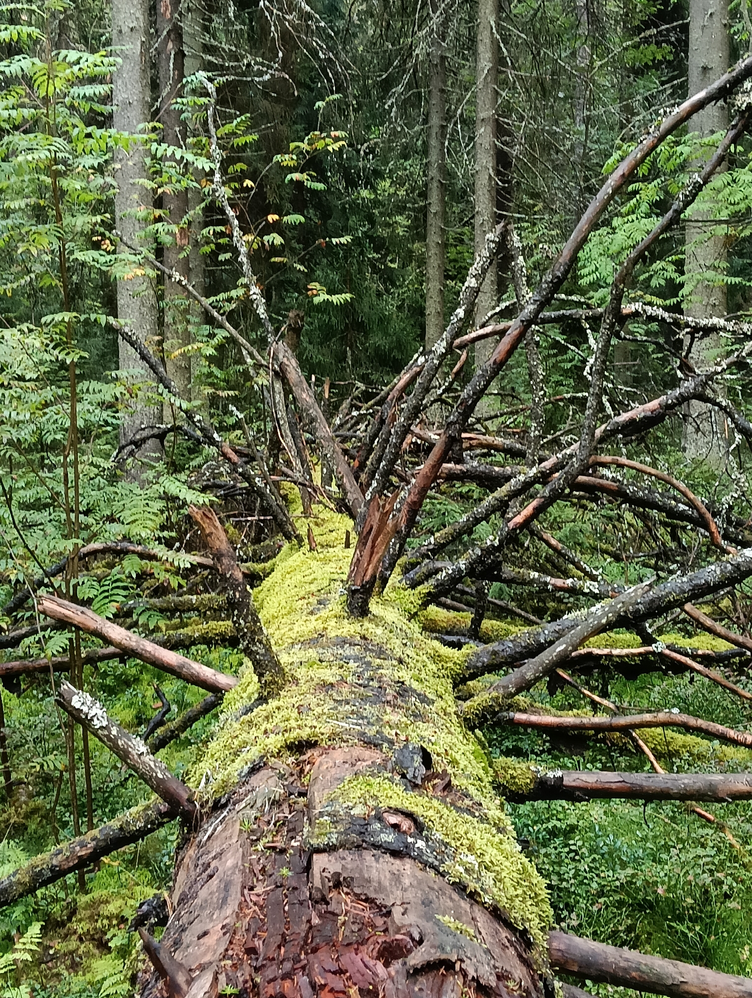 The image depicts a fallen, moss-covered log in a forest environment. The log is substantial, with numerous branches extending from it, some of which are also covered in moss. The forest floor is dense with green undergrowth, including ferns and smaller plants. Tall, slender trees with dark bark are visible in the background, creating a sense of depth and a typical forest scene. The lighting suggests an overcast or shaded day, with soft, diffused light illuminating the textures of the moss and bark. There are no people or animals visible in the image. The scene appears to be in a natural, untamed forest setting. There is no specific indication of the location being within the city of Petrozavodsk, Russia, as the image shows a generic forest landscape.