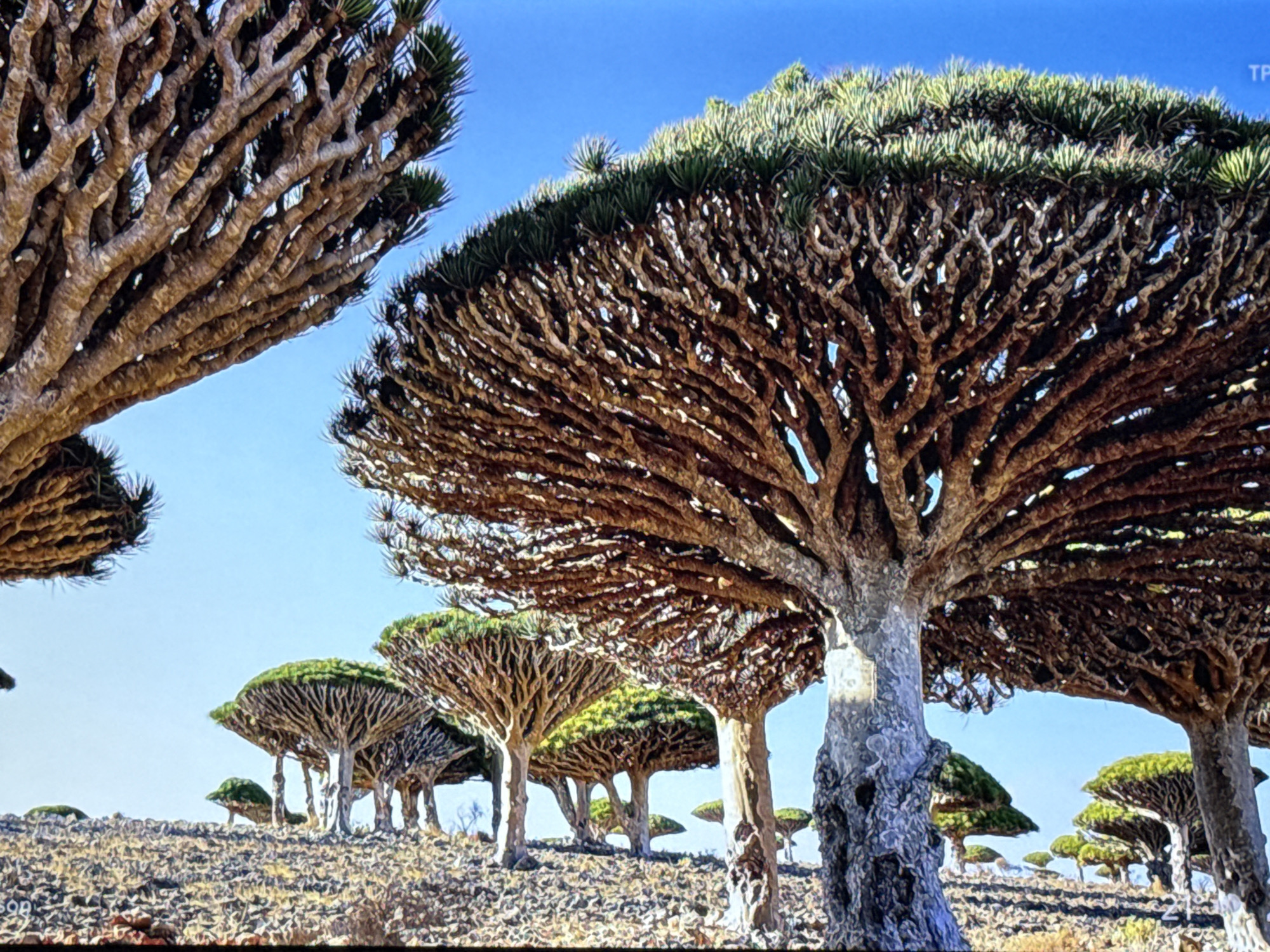 The image shows a landscape with several Dragon Blood Trees (Dracaena cinnabari) under a clear, bright sky. The trees have umbrella-shaped canopies with dense, green foliage. The trunks of the trees are a light grey color and appear textured. The ground is uneven and rocky, covered in sparse vegetation. The location is Socotra Island, Yemen.