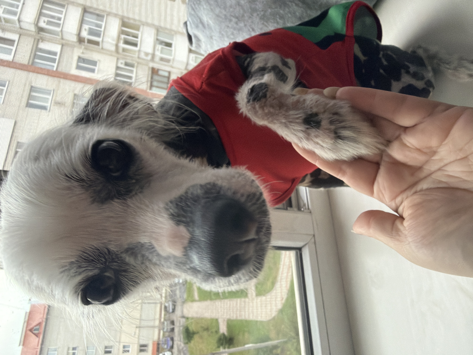 A close-up, low-angle shot captures a Chinese Crested dog wearing a red shirt with green trim, sitting on a windowsill. The dog's face is the primary focus, with its large, dark eyes and sparse white fur. Its right paw is extended, with a human hand holding it. In the background, out of focus, are apartment buildings and a courtyard, indicative of an urban setting. The scene is likely filmed in Ternopil, Ukraine, given the architectural style of the buildings and the presence of a window with a view of the city. The overall impression is one of interaction between the dog and its owner, with the city serving as a backdrop.