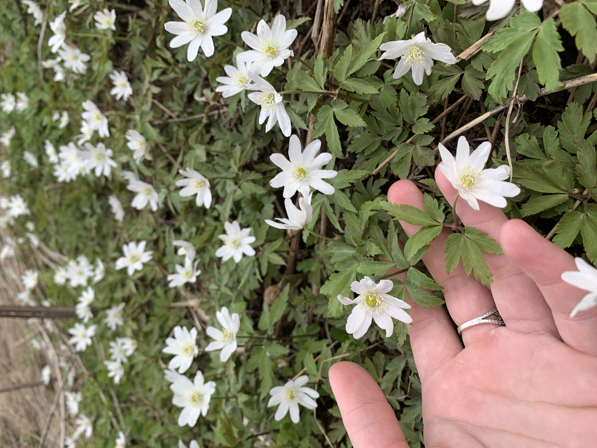 An eye-level close-up shot captures a human hand gently placed among a dense patch of white flowers and green foliage. The scene features numerous small, star-shaped white flowers, each characterized by multiple white petals (typically 6 to 8) and a prominent yellow-green center composed of numerous stamens. The leaves are deeply lobed and green, forming a lush ground cover.
A fair-skinned hand, visible from the palm and fingers, is central to the composition. A silver ring with a textured or patterned band, possibly adorned with small stones, is worn on the ring finger. The hand is positioned such that some of the flowers are gently touching or resting near the fingers, suggesting an interaction of appreciation or careful observation.
The background is filled with more of these white flowers and green leaves, appearing slightly out of focus, which emphasizes the flowers and hand in the foreground. Some dried plant debris or twigs are interspersed within the green foliage. The image conveys a serene outdoor setting, likely during daytime, with the blooming flowers indicative of spring or early summer. No text is visible in the image. The location context for these flowers is Фоки, Russia.