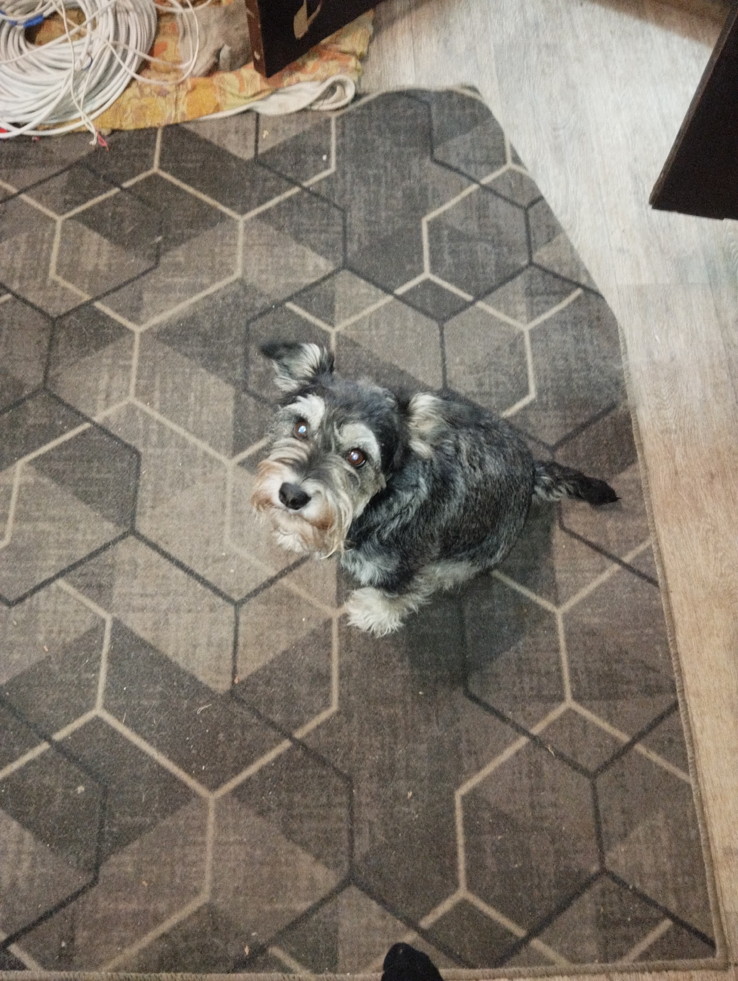 The image shows a gray and white Schnauzer dog sitting on a gray rug with a geometric pattern of interlocking hexagons. The dog is looking up towards the camera. The rug is placed on a light-colored wooden floor. In the upper left corner of the frame, there is a coil of white cables and a box. In the upper right corner, a portion of a dark brown piece of furniture is visible. The location cannot be determined from the image.