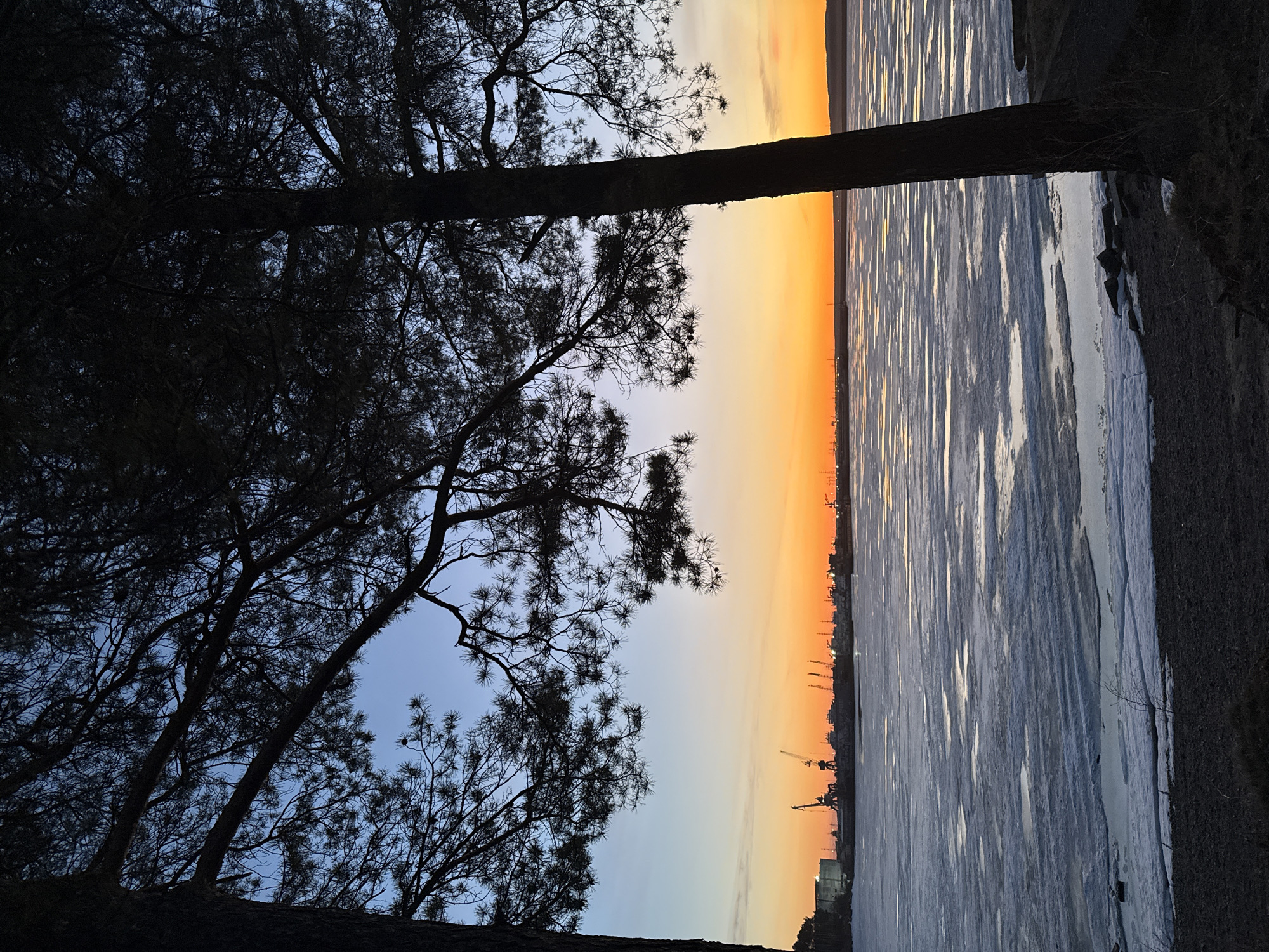 This image captures a tranquil sunset or sunrise over a partially frozen body of water, likely a river or lake in Chaikovsky, Russia.
In the foreground, on the left, silhouetted pine trees dominate the scene. Their dark, intricate branches and needle-like foliage are sharply defined against the lighter sky, creating a striking contrast. A prominent, thick tree trunk runs vertically along the left side, anchoring the composition. The overall effect of the trees is one of dense, shadowy forms.
The middle ground is occupied by a wide expanse of water, appearing partially frozen with large patches of ice or slush, reflecting the soft, warm light of the sky. The texture of the water surface suggests a gentle current or recent thaw.
The background reveals a vibrant gradient sky, transitioning from a pale blue at the top to a rich, warm orange and yellow hue near the horizon, characteristic of twilight. Along the distant horizon line, the silhouette of an industrial or urban landscape is visible, marked by various structures, including several cranes, indicating a port or manufacturing area.
There is no discernible activity taking place, and no people are visible. The scene conveys a sense of peaceful solitude and the quiet beauty of a cold climate at dawn or dusk. No visible text is present in the image.
