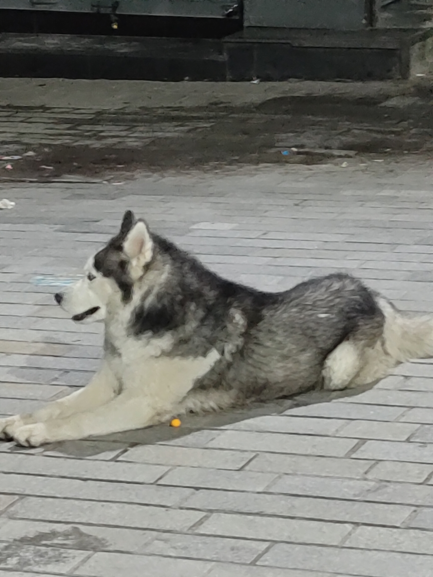 A medium shot photograph shows a Siberian Husky lying on a paved surface, likely a street or walkway, in Manali, India. The dog is positioned in the center of the frame, facing left in profile. It has characteristic grey and white markings on its fur and its ears are perked. The paved surface is made of rectangular grey bricks laid in a horizontal pattern. In the background, a dark, textured surface can be seen, possibly a wall or the base of a building. There is some debris scattered on the ground in the background. A small, bright orange object, possibly a ball or a piece of candy, is visible on the pavement in front of the dog. The lighting suggests it is either evening or an overcast day. There are no other animals or humans visible in the frame.