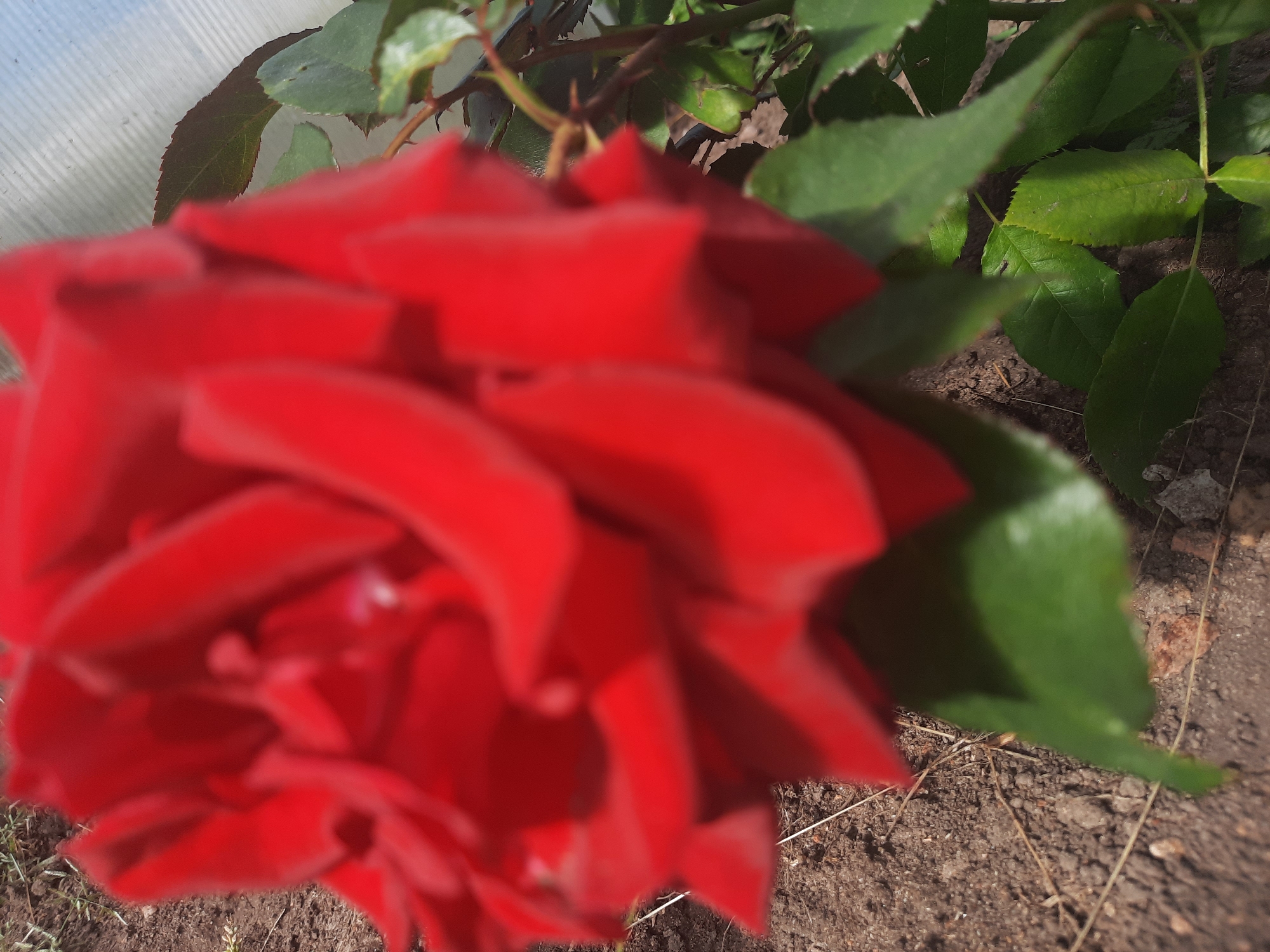 A close-up, blurred shot captures a vibrant red rose in full bloom, its petals unfurling and overlapping. The rose is positioned centrally in the frame, with its deep red hue dominating the image. To the right of the rose, several green leaves and thorny stems are visible, hinting at the plant's growth. The background consists of dark, disturbed soil, with small bits of straw or dried grass scattered across it. In the upper right corner, a portion of a white, corrugated surface is present, possibly a greenhouse panel or a similar structure. The scene appears to be outdoors in a garden setting. The location is identified as Shklov, Belarus.