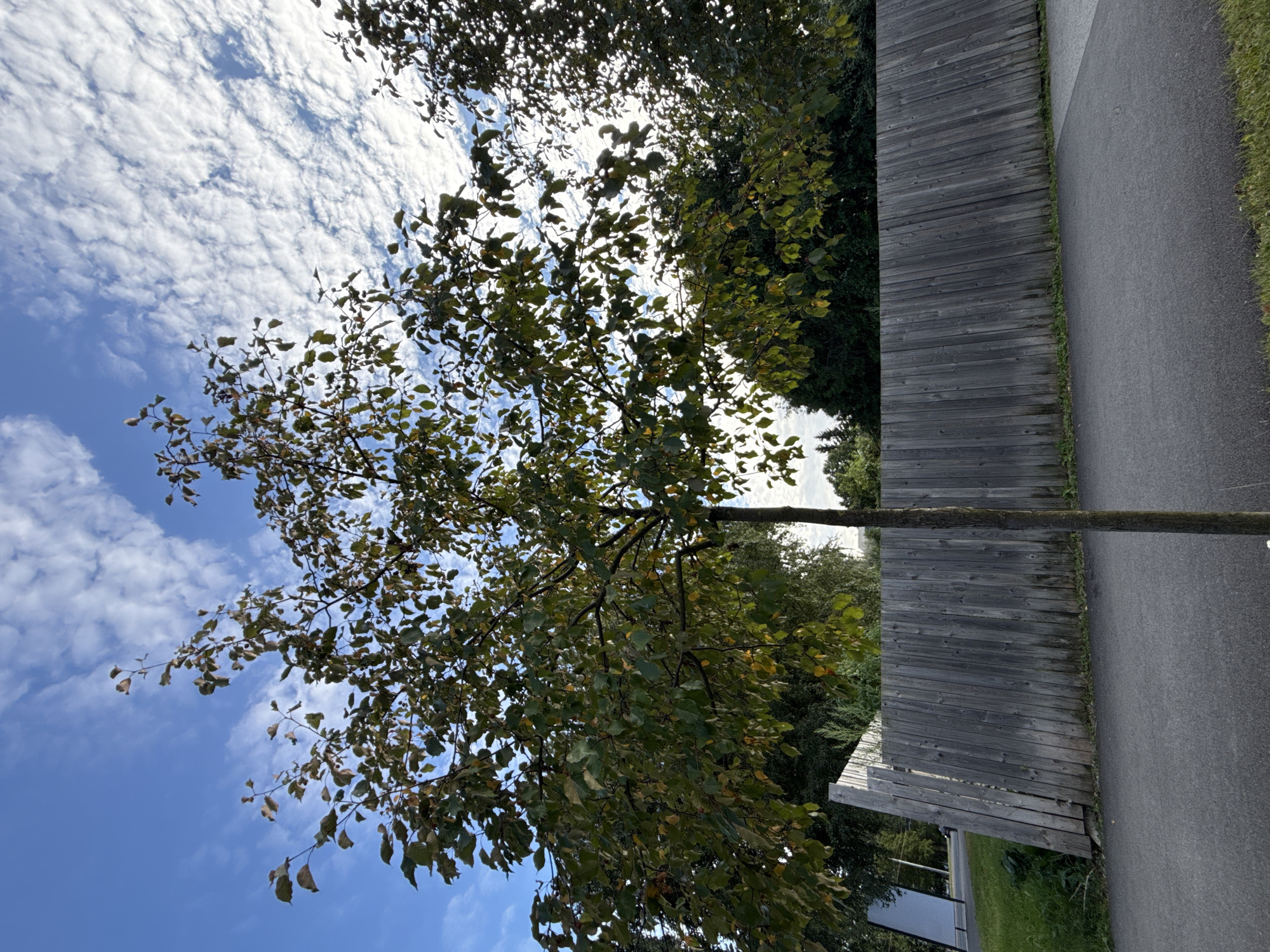 The image captures a tree with green and yellowing leaves in the foreground, positioned centrally. Behind the tree, a weathered wooden fence stretches horizontally across the frame, with its planks oriented diagonally. To the left of the fence, a grassy area is visible with a modern, angled metal structure. The background consists of dense foliage and trees under a blue sky dotted with white, wispy clouds. A paved walkway runs in front of the fence, separating it from the foreground tree. The scene appears to be an outdoor urban or suburban setting during the daytime.