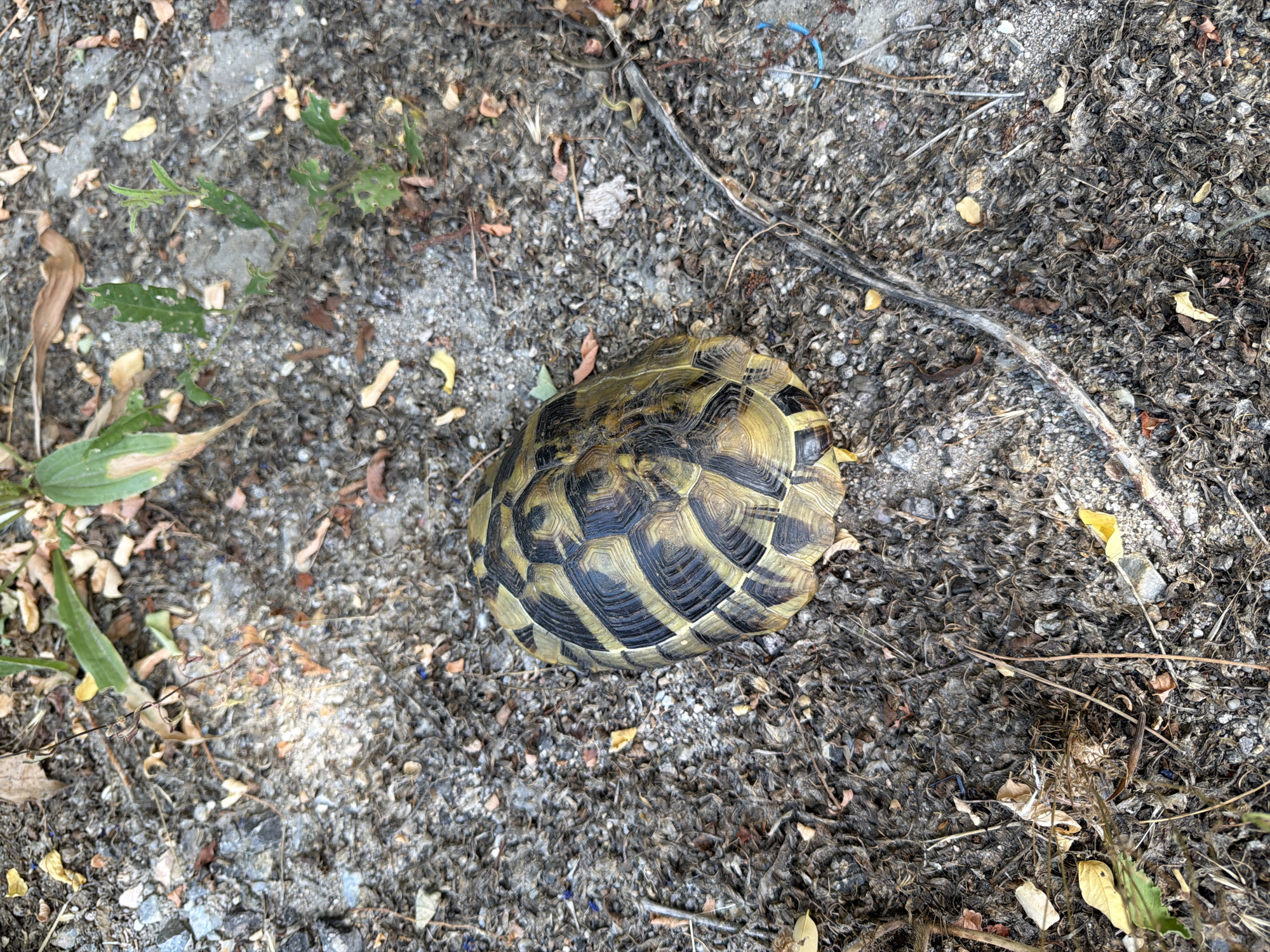 A medium shot from a high angle shows a tortoise resting on dry, uneven ground composed of dirt, small stones, and dried leaves. The tortoise is positioned in the center of the frame, with its shell facing upwards. The shell exhibits a distinctive pattern of alternating black and yellow segments. Green vegetation is visible in the upper portion of the image, with some dried brown leaves scattered across the ground. The lighting suggests it is daytime, with sunlight creating shadows on the ground. The location is identified as Generalovo, Bulgaria.