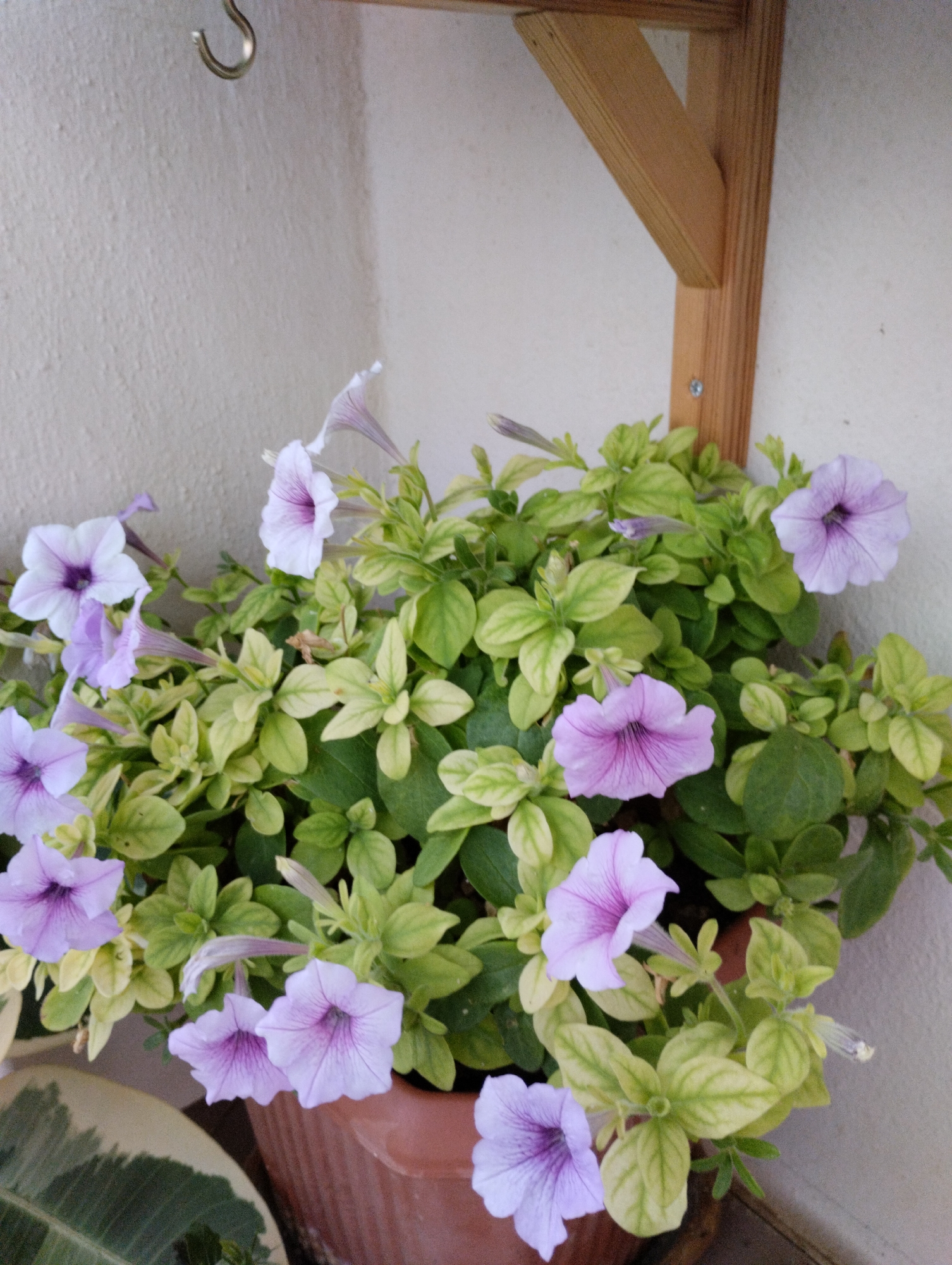 A close-up, eye-level shot captures a pot of light purple petunias against a textured, off-white wall. The petunias are vibrant and in bloom, with some flowers fully open and others still in bud. They are nestled in a brown terracotta pot. Above the plant, a wooden shelf bracket is attached to the wall, with a metal hook hanging from it. The background is a plain wall, suggesting an outdoor setting, likely a balcony or patio in Mezitli, Turkey. There are no people or animals visible in the image. The lighting is natural and diffused.