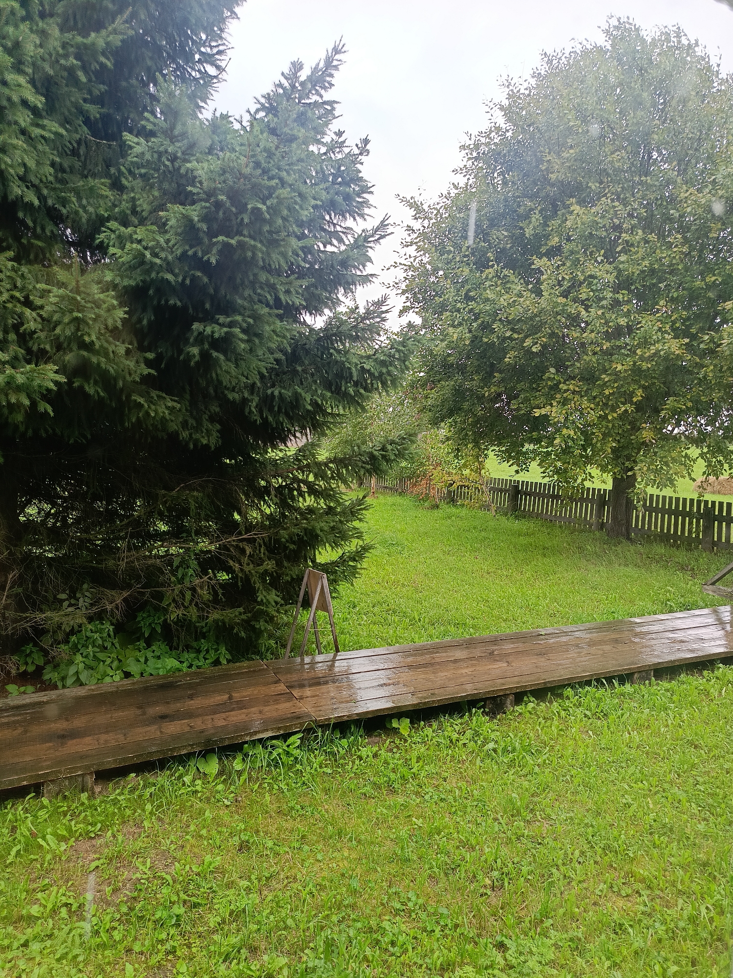 An outdoor scene in Semenkovo, Russia, depicts a backyard with a wooden walkway in the foreground. The walkway is made of dark, weathered wooden planks, appearing wet, possibly from rain. To the left, a large, dark green evergreen tree dominates the frame, its branches dense and extending over the walkway. Behind the evergreen, a wooden fence runs horizontally across the middle ground, separating the yard from a larger, greener area. To the right of the evergreen, a deciduous tree with lighter green foliage is visible. The ground is covered in lush green grass, with some scattered weeds. The sky is overcast and bright, suggesting a cloudy day. There are no people or animals visible in the scene, and no actions are taking place.