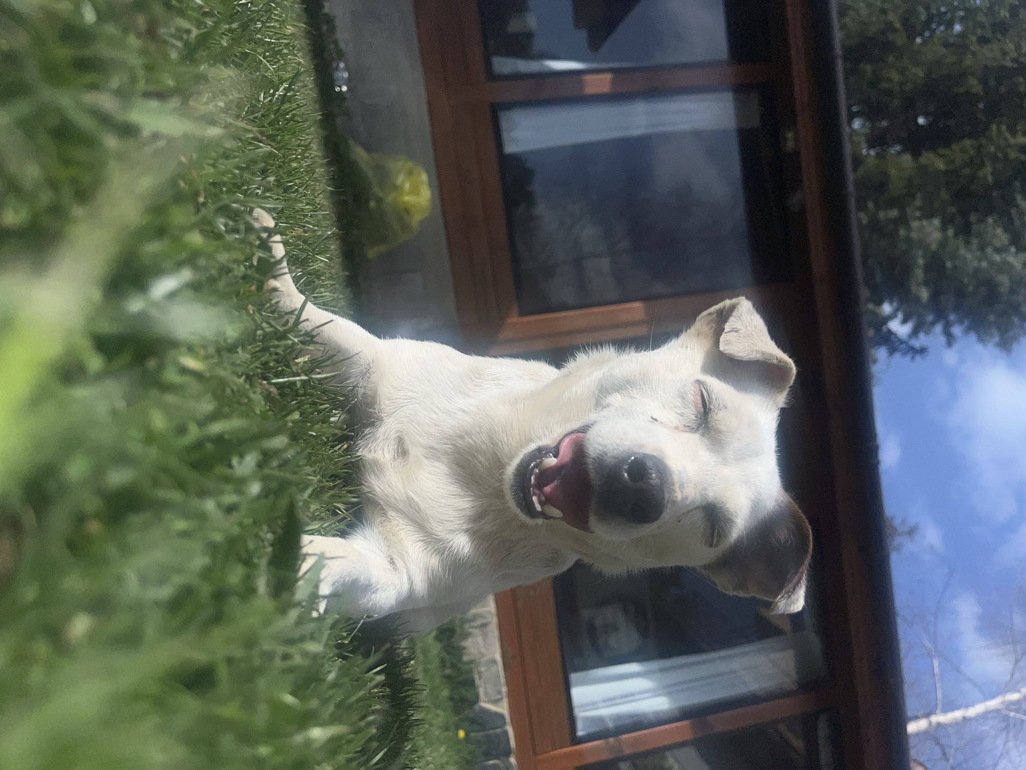 The image shows a white dog lying on a patch of green grass. The dog has brown markings on its ears. Its eyes are closed, and its mouth is open with its tongue visible. Behind the dog is a building with a stone base and windows with brown frames. The reflection in the windows shows trees and a blue sky. Based on the prompt, the location is in Vladaya, Bulgaria.