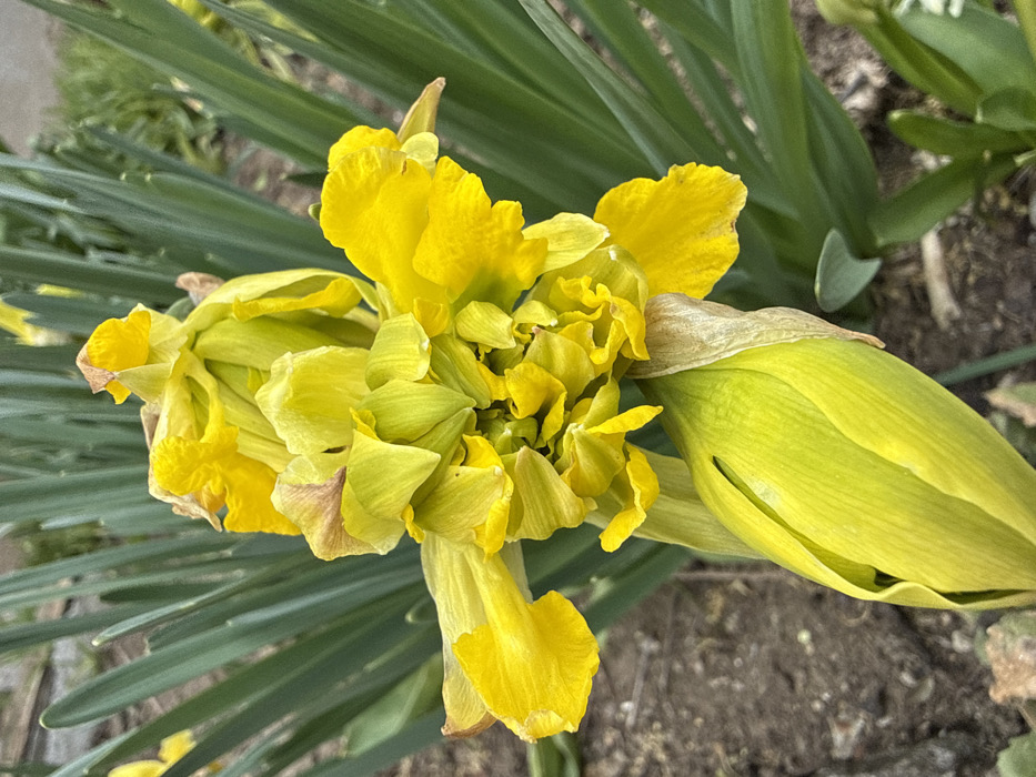 The image displays a close-up, vertical shot of a vibrant yellow double daffodil flower and a developing bud. The fully opened flower, occupying the upper two-thirds of the frame, exhibits multiple layers of ruffled, bright yellow petals, with some inner petals presenting a lighter yellow-green hue. Slight browning and wilting are visible on some outer petals, particularly on the left side. Directly below and slightly to the left of the open flower, a large, elongated, light yellow-green daffodil bud is observed, still tightly enclosed. Surrounding both the flower and the bud are numerous long, vertical, dark green, sword-shaped leaves, characteristic of Narcissus plants, creating a blurred background. The lower left portion of the image shows dark brown soil. The scene is located in the city of Pirne, Bulgaria. There are no people, animals, or artificial objects present, and no actions or interactions are depicted.