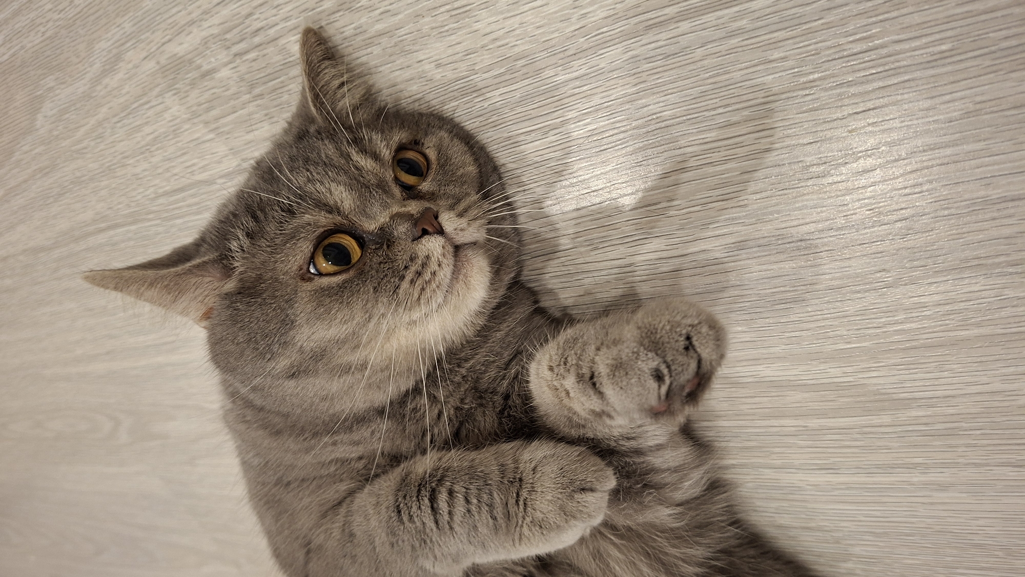 A grey Scottish Fold cat is lying on its back on a light-colored wooden floor. The cat's paws are curled up on its chest, and its head is tilted to the side, looking directly at the camera with wide, amber eyes. The background is a close-up view of the wooden floorboards. This image was captured on June 25, 2024, in Chaikovsky, Russia.
