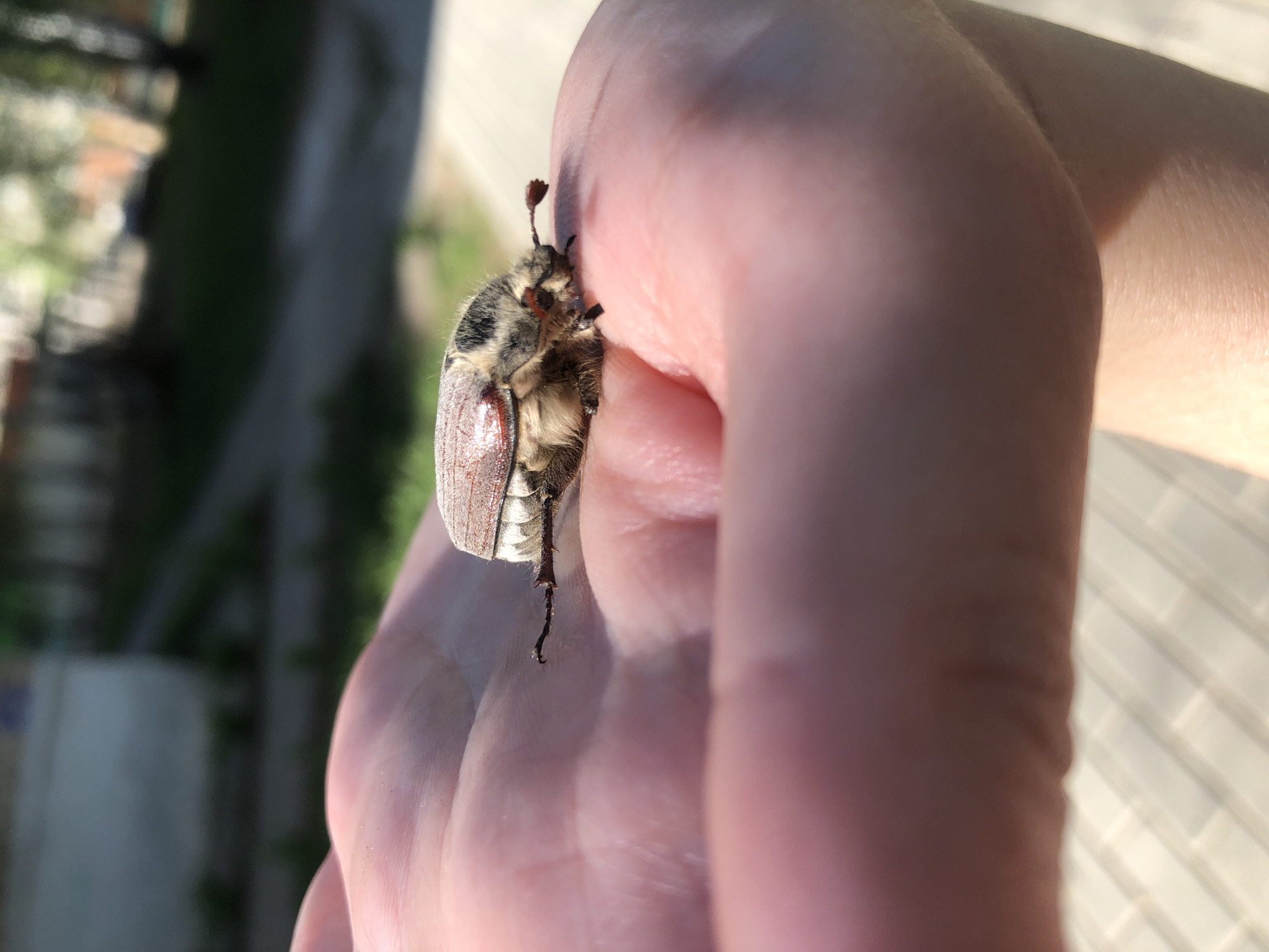 A close-up image shows a Cockchafer beetle clinging to a person's hand. The beetle has a brown body with white and black markings on its head and thorax. The beetle's legs are visible and wrapped around the person's finger. The hand appears to be pink, and the background shows some green foliage. Based on the presence of the Cockchafer beetle (Melolontha melolontha) and the assumption that the photo was taken in a geographical area consistent with its habitat, the photo may have been taken in the city of Chaikovsky, Russia. However, this is only an assumption based on the presence of the beetle. Further information is needed to determine the location with certainty.