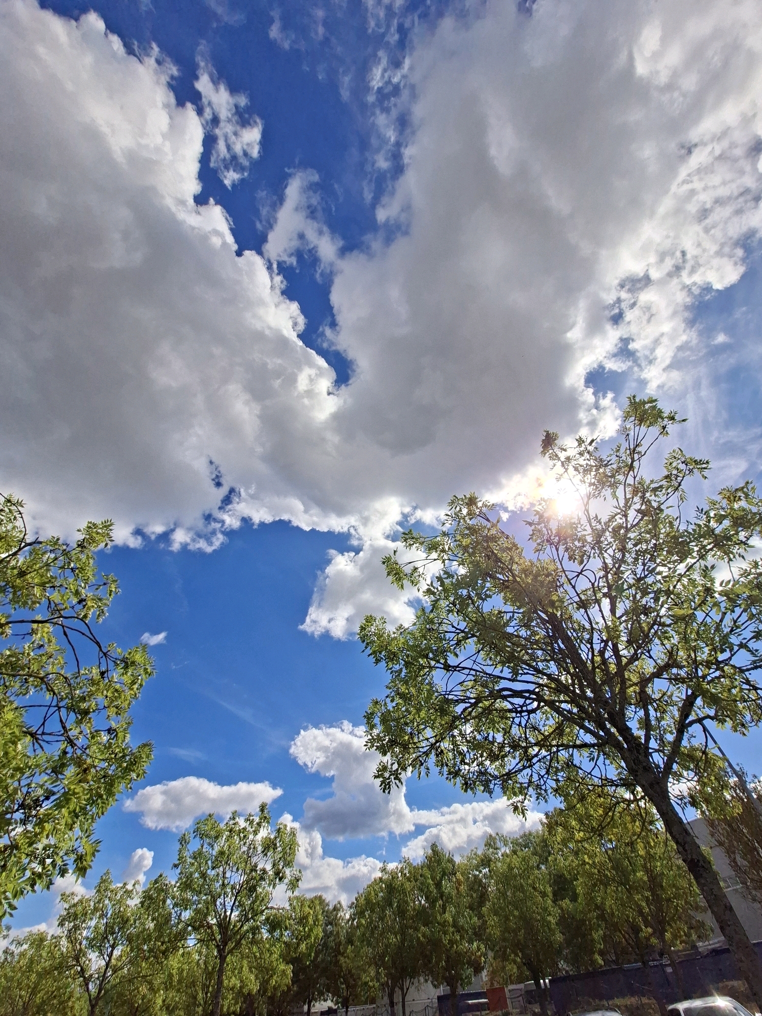 The image captures a bright, sunny day with a vibrant blue sky filled with fluffy white clouds. The sun is visible, peeking through the clouds and casting a lens flare. Several trees with lush green foliage are prominent in the foreground and midground, some with branches reaching into the sky. The lower portion of the image shows a line of trees and a dark fence, with hints of buildings and a car at the very bottom. The perspective is looking upwards towards the sky. There are no people visible in the image.
The location is identified as the city of Rastatt, Germany, though specific landmarks are not discernible from the image alone. The scene depicts an outdoor environment, likely a park or residential area, characterized by abundant greenery and a clear sky. The overall impression is one of a pleasant, daytime scene with natural elements.