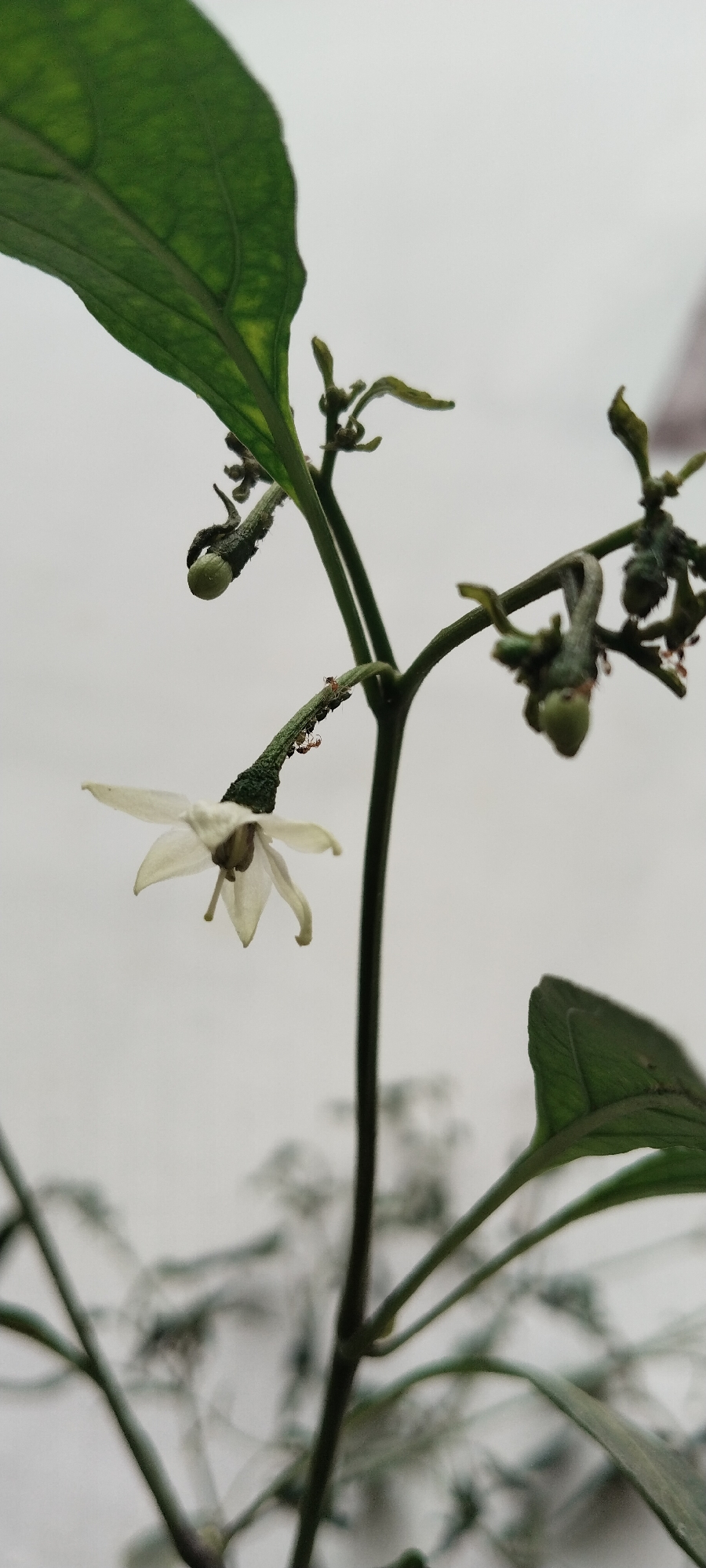 A close-up, vertical, outdoor shot captures a delicate white pepper flower with five petals, hanging downwards from a thin, green stem. The flower's center appears dark, with visible stamens. Several small, red ants are crawling on the stem, with a cluster of them near the base of the flower. Above the flower, a small, green, unripe pepper bud is visible, also attached to a stem. Another leaf, a vibrant green, curves into the top left of the frame. The background is a soft, out-of-focus white, suggesting an overcast sky or a plain wall. The overall scene depicts a small part of a pepper plant, possibly in a garden or cultivated area within Blangjruen, Indonesia, highlighting the intricate details of its reproductive parts and the presence of small insects.