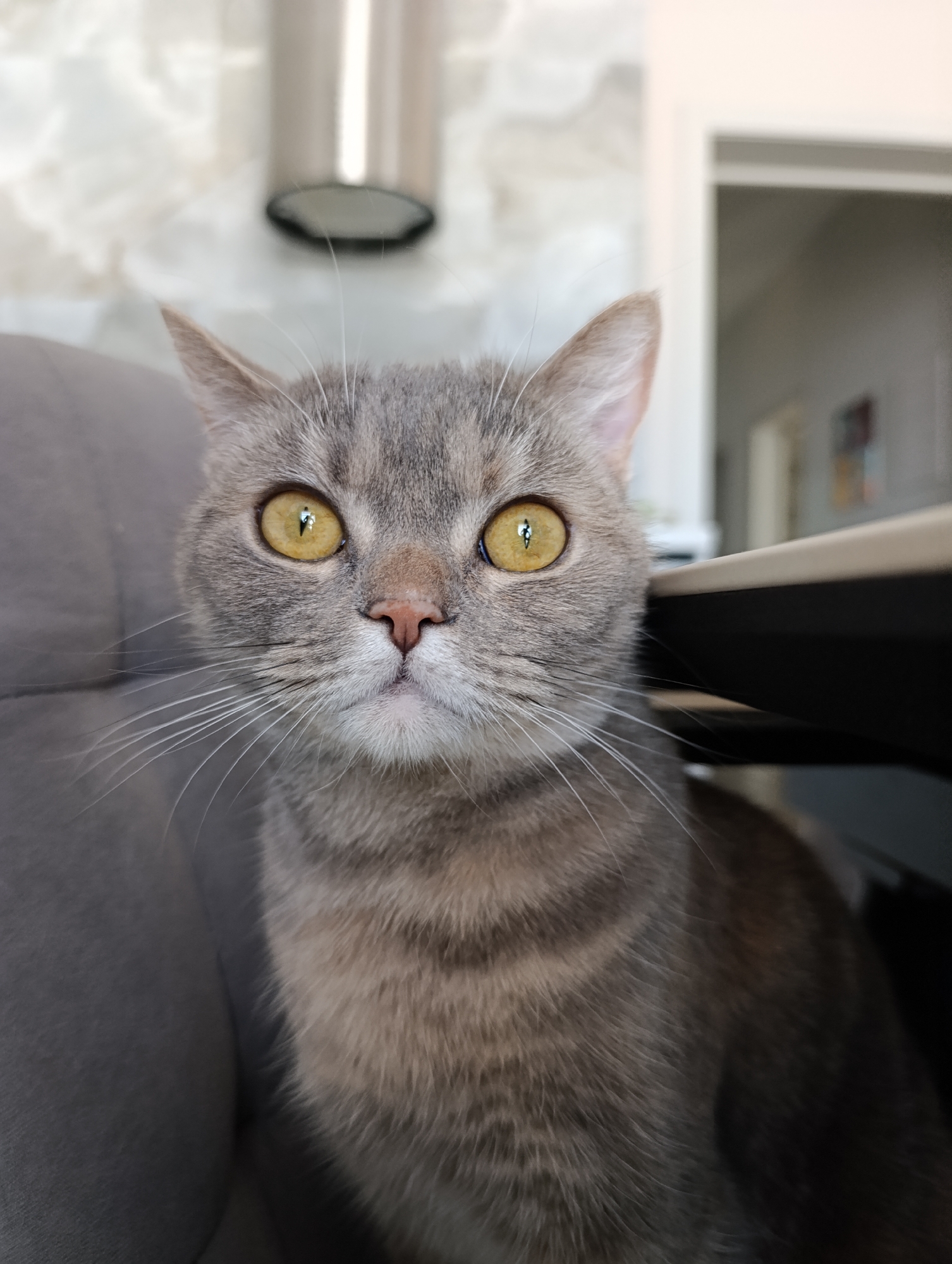 A grey tabby cat with yellow eyes is sitting in a grey chair and looking directly at the camera. The cat has a pink nose, white whiskers, and grey and brown striped fur. Behind the cat is a blurry background consisting of a white and grey wall, a silver cylinder-shaped object, and a doorway leading into another room. The location is most likely indoors. There is no verifiable evidence that the location is in the city of Chaikovsky, Russia.