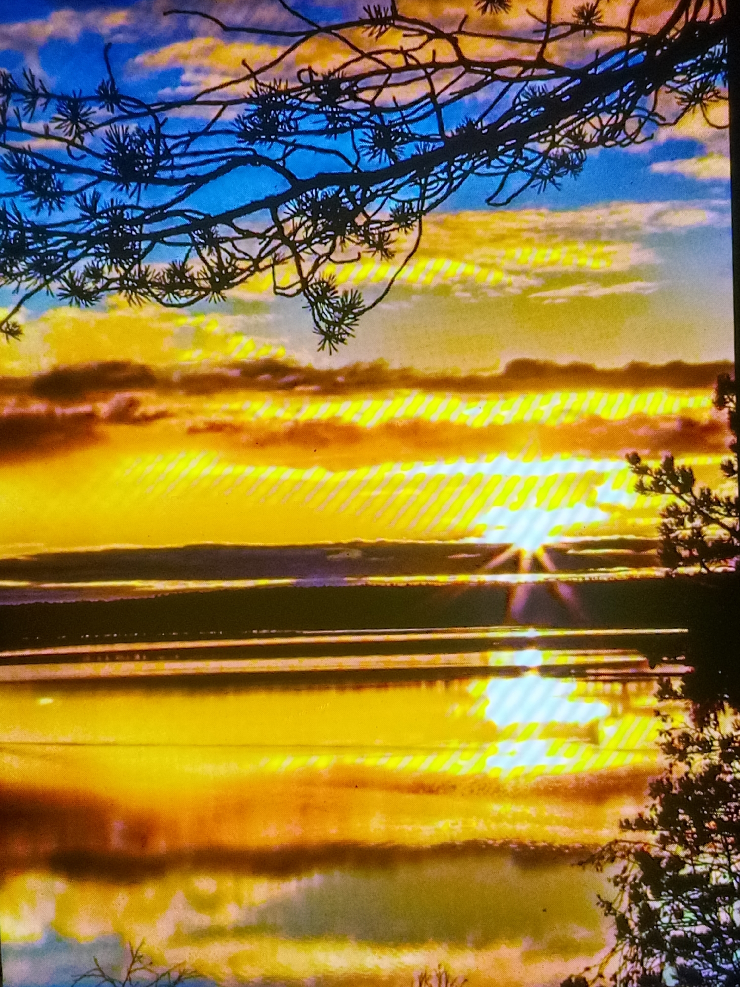 A silhouette of pine branches and needles frames the top and right portions of the image, against a backdrop of a vibrant sunset. The sky is a blend of deep blue at the top, transitioning to streaks of yellow, orange, and pink clouds. The sun, a brilliant white starburst, pierces through the cloud layers, casting intense beams of light across the scene. Below the sky, a calm body of water reflects the dramatic colors of the sunset. The water's surface is broken by horizontal lines of reflected light, suggesting the presence of faint waves or ripples. The overall impression is one of a serene and breathtaking natural landscape at dusk. The location is unknown.