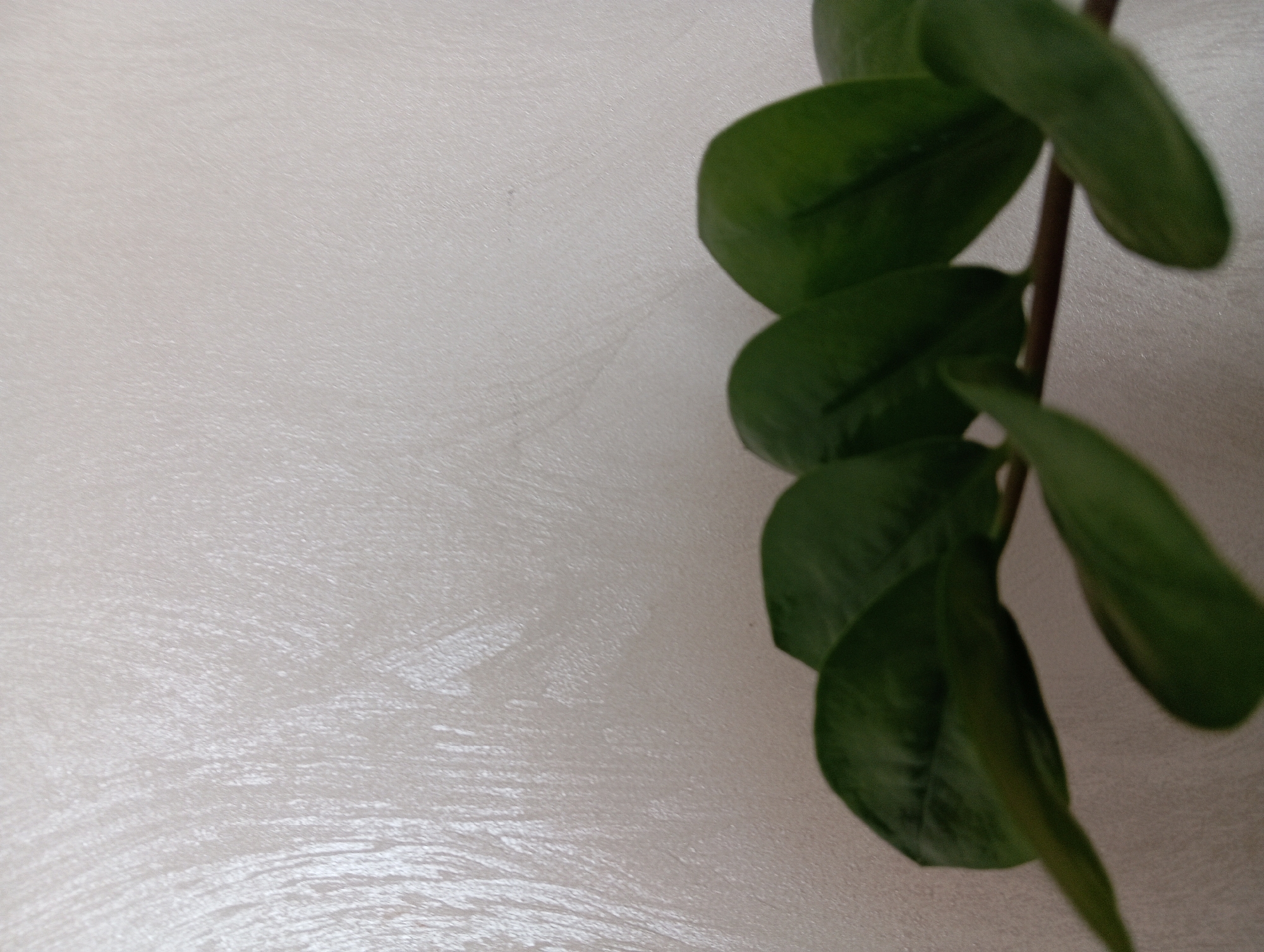The image depicts a close-up view of a plant's leaves against a textured off-white wall. The leaves are dark green and appear to be from a Zamioculcas zamiifolia, commonly known as a ZZ plant. The plant is positioned in the foreground, with its leaves extending across the lower portion of the frame. The wall behind the plant has a subtle, brushed texture, with vertical lines visible. The lighting in the image is soft, casting gentle shadows and highlighting the glossy surface of the leaves. There are no people or other objects clearly visible in the scene. The location in Hlynytsi, Ukraine is not discernible from the visual information provided in the image.