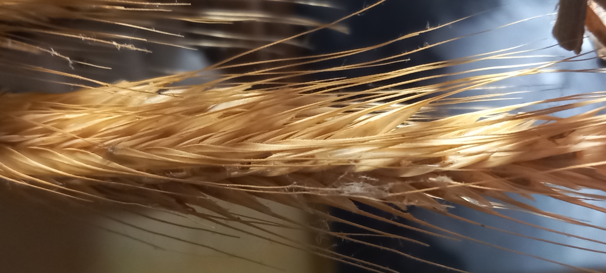The image displays a detailed, close-up perspective of a dried botanical specimen, likely a seed head or an ear of grain, with multiple individual components aligned vertically. The primary subject is light golden-brown in color, composed of numerous elongated, narrow structures that overlap and extend outwards, creating a textured surface. White, fine, fibrous material, resembling cobwebs or dried plant fibers, is visible among the structures, particularly in the lower-central and left areas. The lighting highlights the contours of the plant material, casting some areas into shadow. The background is softly out of focus, appearing as a lighter, warm-toned blur on the left and a darker, cool-toned blur on the right. There are no people, animals, actions, or direct interactions depicted. The scene does not contain any discernible elements that identify its location as Kryvyi Rih, Ukraine.