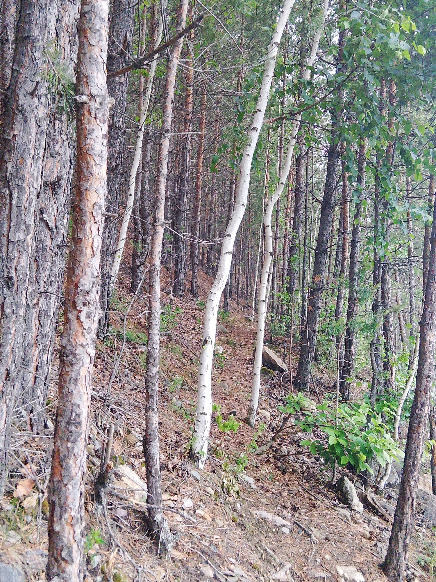 The image depicts a dense forest scene in Malysheva, Russia. The primary subjects are numerous trees of varying species and sizes. Tall, slender birch trees with white bark stand out amongst darker, rougher-barked pine trees. The forest floor is covered with dry leaves, pine needles, twigs, and some scattered rocks and small green plants. The overall impression is one of natural, untamed woodland.
There is no discernible activity or event taking place. The scene appears to be a still, natural landscape. The time of day is difficult to determine precisely, but the lighting suggests it could be midday or late afternoon, with diffused light filtering through the canopy, indicating an overcast or cloudy sky. There are no visible text elements in the image. The location cues are the types of trees present and the general forest environment, consistent with a Russian woodland. The emotion evoked is one of quietude and natural beauty, with a hint of wildness due to the density of the trees and the undergrowth.