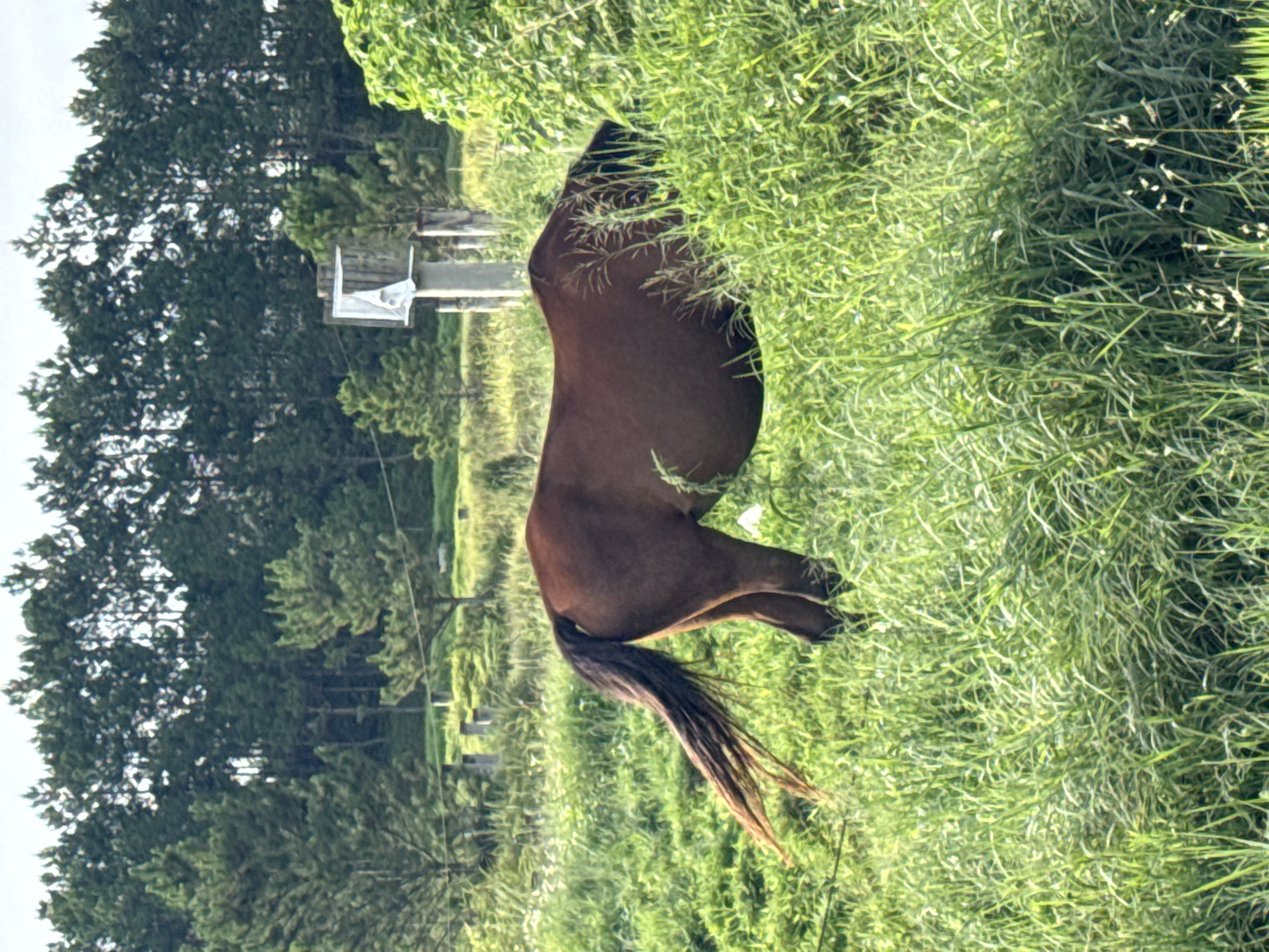 A brown horse is grazing in a lush green field, with its back to the viewer and head hidden in the tall grass. The horse's tail is long and dark, fanning out behind it. In the background, a dense line of pine trees forms a dark green border against a bright sky. To the right of the horse, a tall, thin metal pole with a white rectangular object attached to its top is visible, resembling a makeshift basketball backboard. The scene is set outdoors in a rural or semi-rural area, with no specific city landmarks identifiable, but the vegetation suggests a temperate climate. It is not possible to determine the location in Da Lat, Vietnam based solely on the provided image.