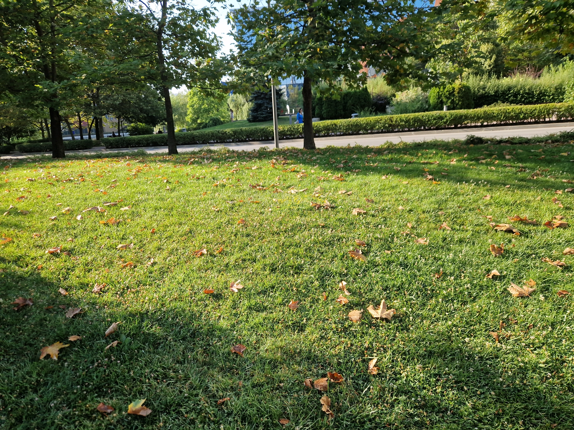 The image depicts a patch of green grass dotted with fallen brown leaves, suggesting an autumn setting. In the background, a paved area runs parallel to a well-maintained hedge. Beyond the hedge, trees with green foliage are visible, and further in the distance, a building with a reflective facade is present. The scene appears to be a park or a landscaped area in an urban environment. The specific location in the city of Sofia, Bulgaria, cannot be determined from the visual information provided.