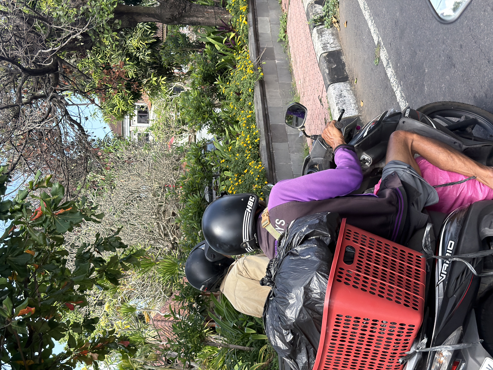 In Blahbatuh, Indonesia, two individuals are riding a black Honda Vario scooter, traveling on a paved road with a white line marking the lane. The scooter is loaded with a large red plastic basket containing black garbage bags. The driver, wearing a purple long-sleeved shirt and grey shorts, is holding the handlebars. The passenger, in a tan jacket, is seated behind the driver. Both are wearing black helmets. The scene is framed by lush green foliage, including trees with bare branches and vibrant green leaves, as well as yellow flowers lining a stone wall. The sky is visible above the trees.