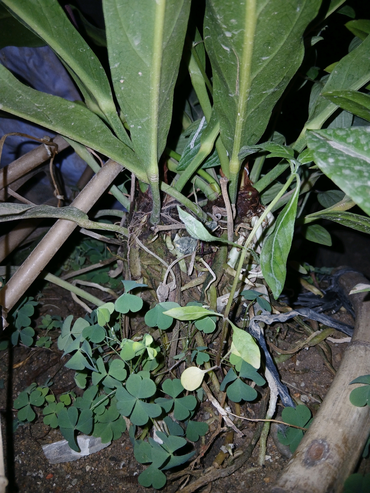 The image shows a close-up view of the base of a plant with large green leaves and exposed roots, growing in soil. Several smaller, clover-like plants with heart-shaped leaves are growing around the base of the main plant. The environment appears to be outdoors, possibly a garden or yard, with some bamboo-like stalks visible in the background and to the right. The lighting suggests it is either dusk or a shaded area. There are no people visible in the image. This scene could be located anywhere in Pangkalpinang, Indonesia, as the image itself does not contain any specific identifying landmarks of the city.