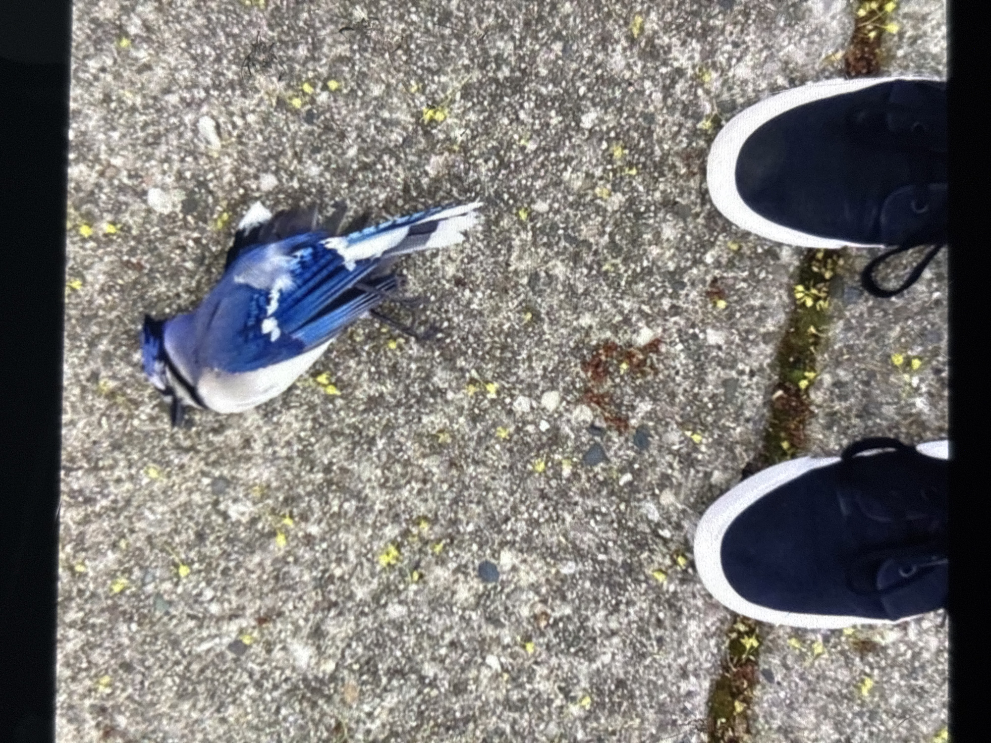 An eye-level shot shows a blue jay bird lying on a concrete surface with small yellow and brown debris scattered around. In the foreground, the tops of two dark blue sneakers with white soles are visible, suggesting the perspective of someone standing and observing the bird. The background is a blurry continuation of the concrete ground. There is no discernible context to place this image in Orihuela, Spain.