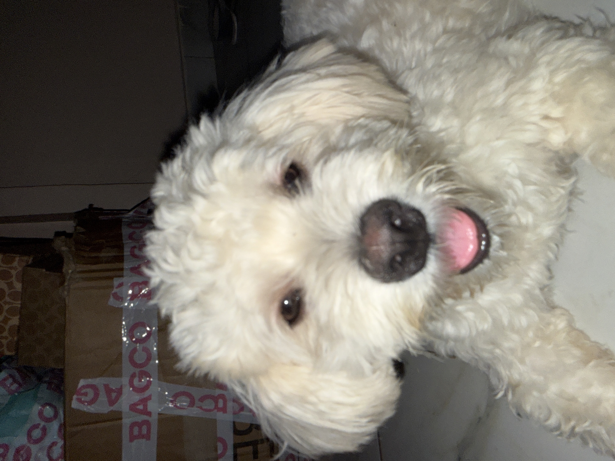 In the city of Abuja, Nigeria, a white poodle dog is lying down in front of boxes sealed with "BAGCO" branded tape. The dog's mouth is open, with its pink tongue visible, and it appears to be panting. The background is dimly lit, with some of the boxes stacked behind the dog.