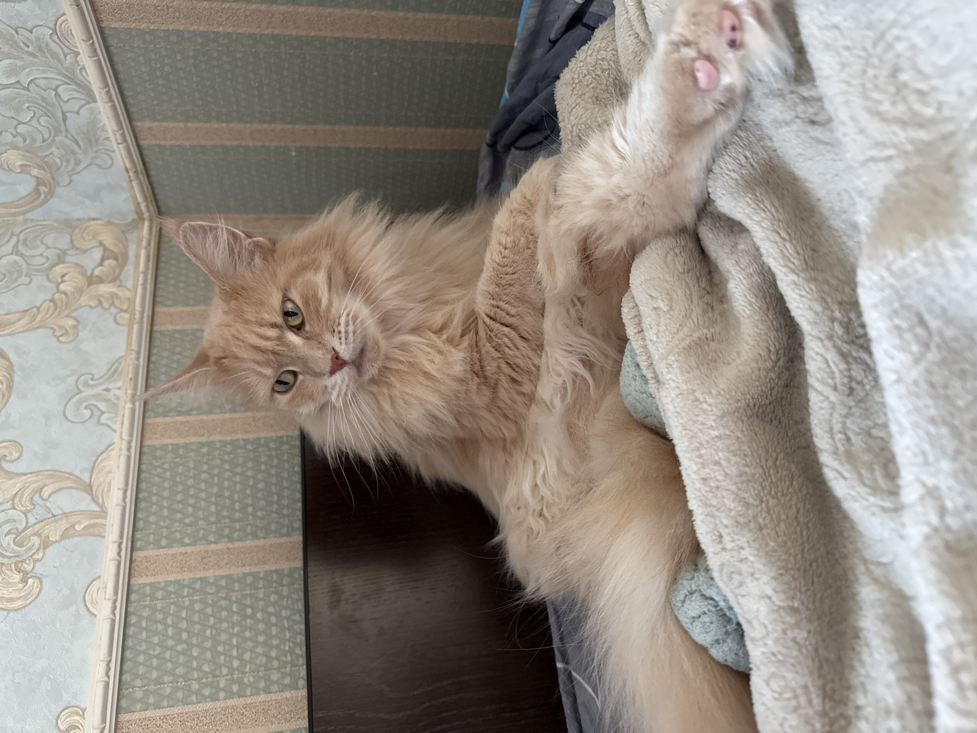 A fluffy, ginger cat is lying on its back on a soft, light-colored blanket, with its paws extended and visible. The cat is looking up and to the left, with a curious expression. Its eyes are green, and its fur is long and shaggy. The background shows a patterned wallpaper with vertical stripes in muted colors, and a dark wooden surface. The scene appears to be indoors, possibly in a bedroom or living room, during the daytime. The lighting is soft, suggesting natural light from a window. There is no visible text in the image.