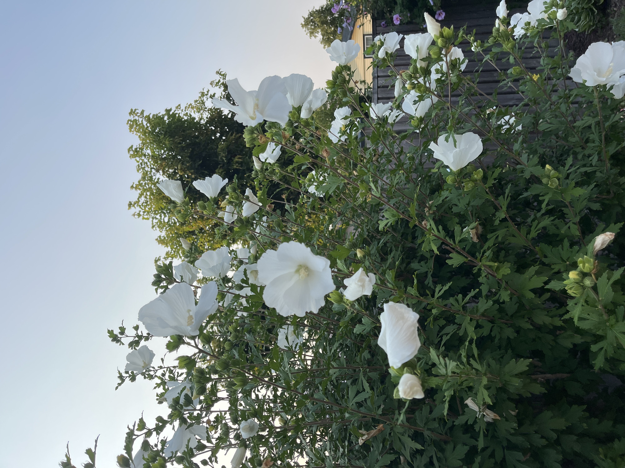 The image depicts a bush of white hibiscus flowers in bloom, set against a backdrop of a clear sky and foliage. In the background, a wooden fence separates the bush from a residential area, with a glimpse of a house and some other flowering plants, including purple and pink varieties. The scene is likely an outdoor garden or yard. The specific location in the city of Hamilton, Canada, is not discernible from the visual information provided in the image. The focus is on the natural beauty of the flowers and the surrounding greenery, with no people or specific actions evident. The lighting suggests it could be late afternoon or early evening.