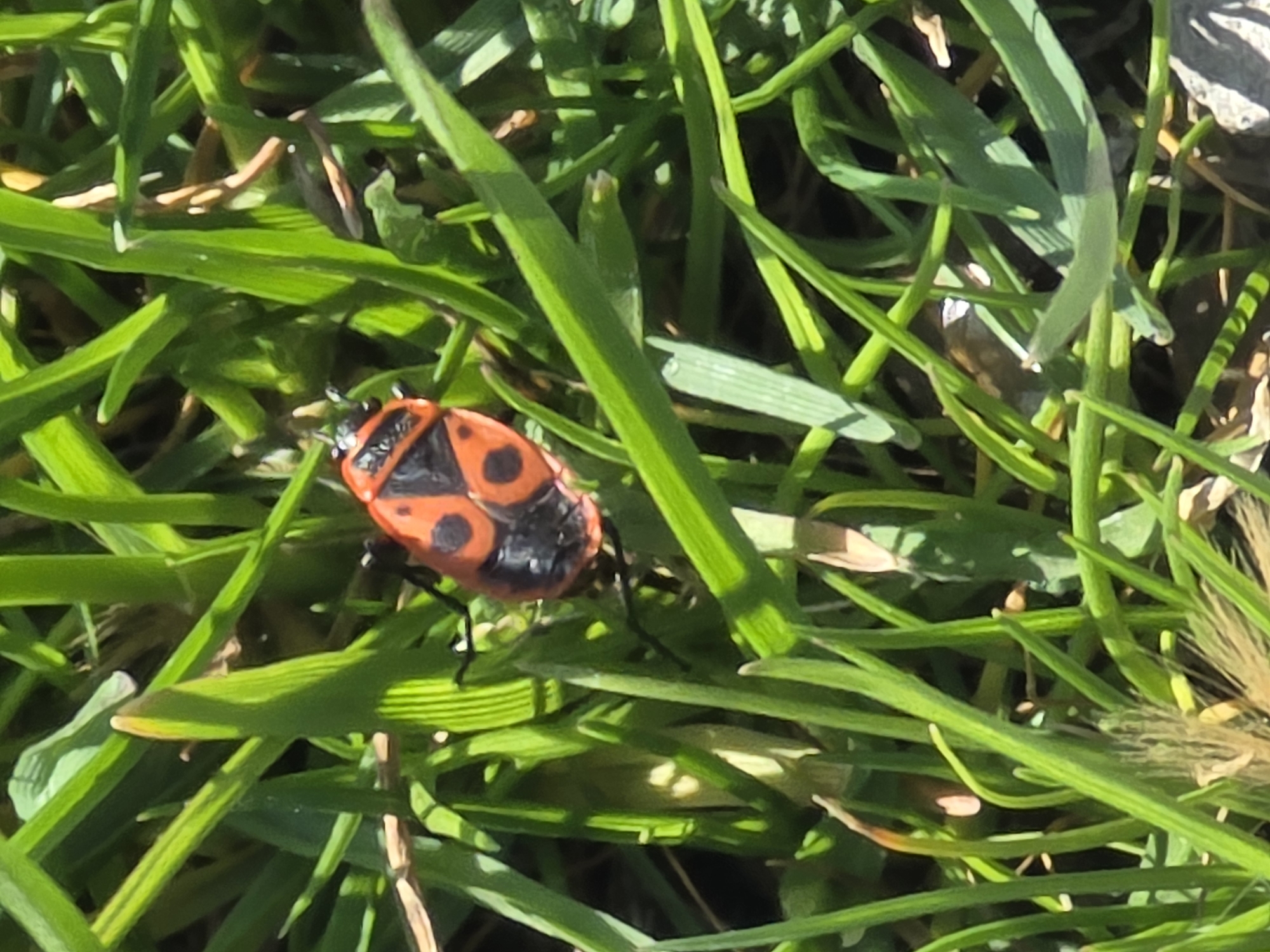 A close-up shot depicts a firebug, *Pyrrhocoris apterus*, amidst green grass blades. The insect exhibits its characteristic red body with distinctive black markings. It is located within a patch of grass. Considering the location in Plovdiv, Bulgaria, the scene likely represents a common sight within urban green spaces such as parks, gardens, or roadside verges.