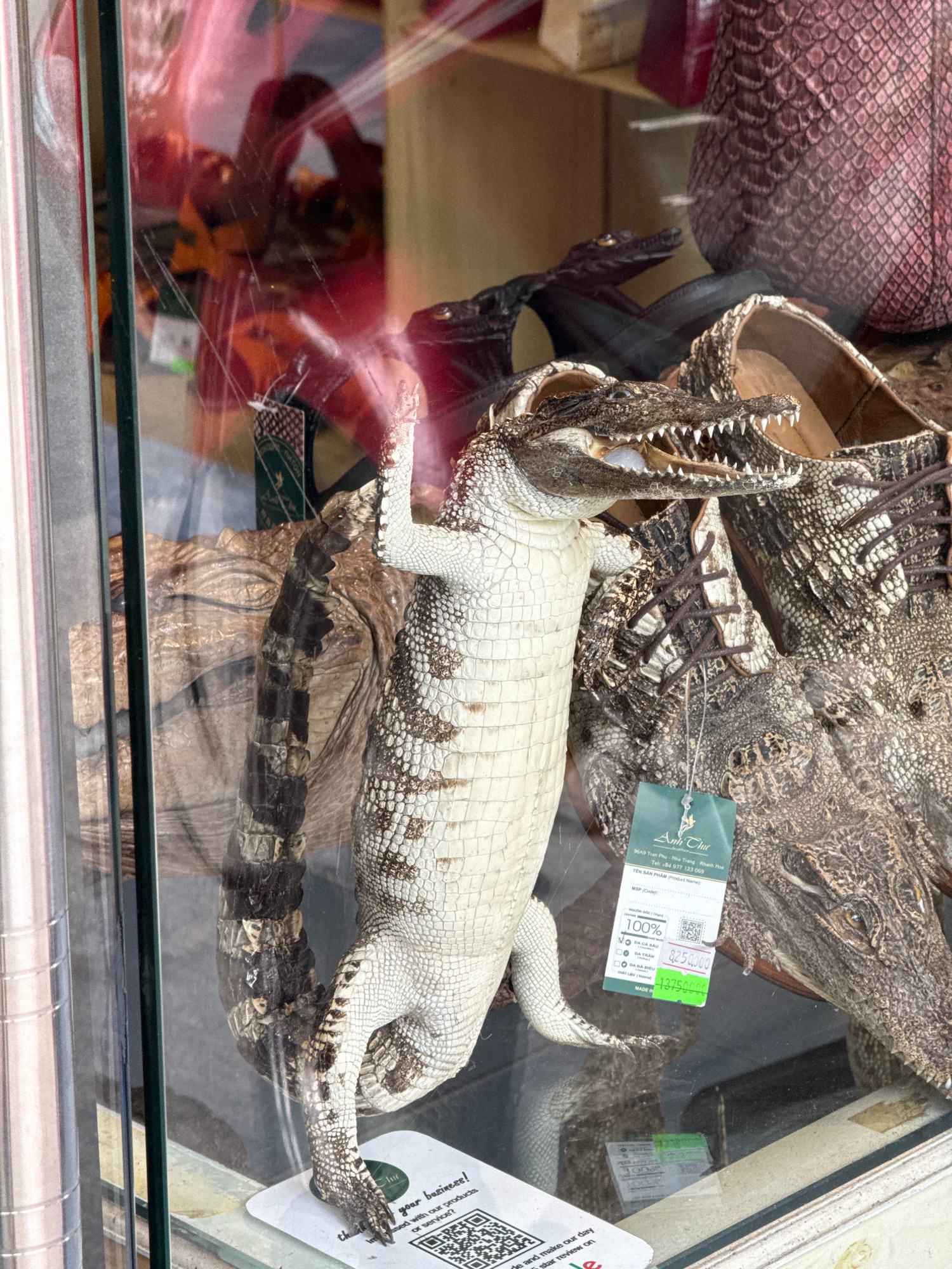 In Nha Trang, Vietnam, a stuffed crocodile is displayed in a glass window. The crocodile is pale, with a detailed textured skin, and is posed with its legs extended. It is positioned in front of other, darker-skinned crocodiles and a pair of crocodile-skin shoes. A green tag hangs from the crocodile, with Vietnamese text and a price of 825,000.