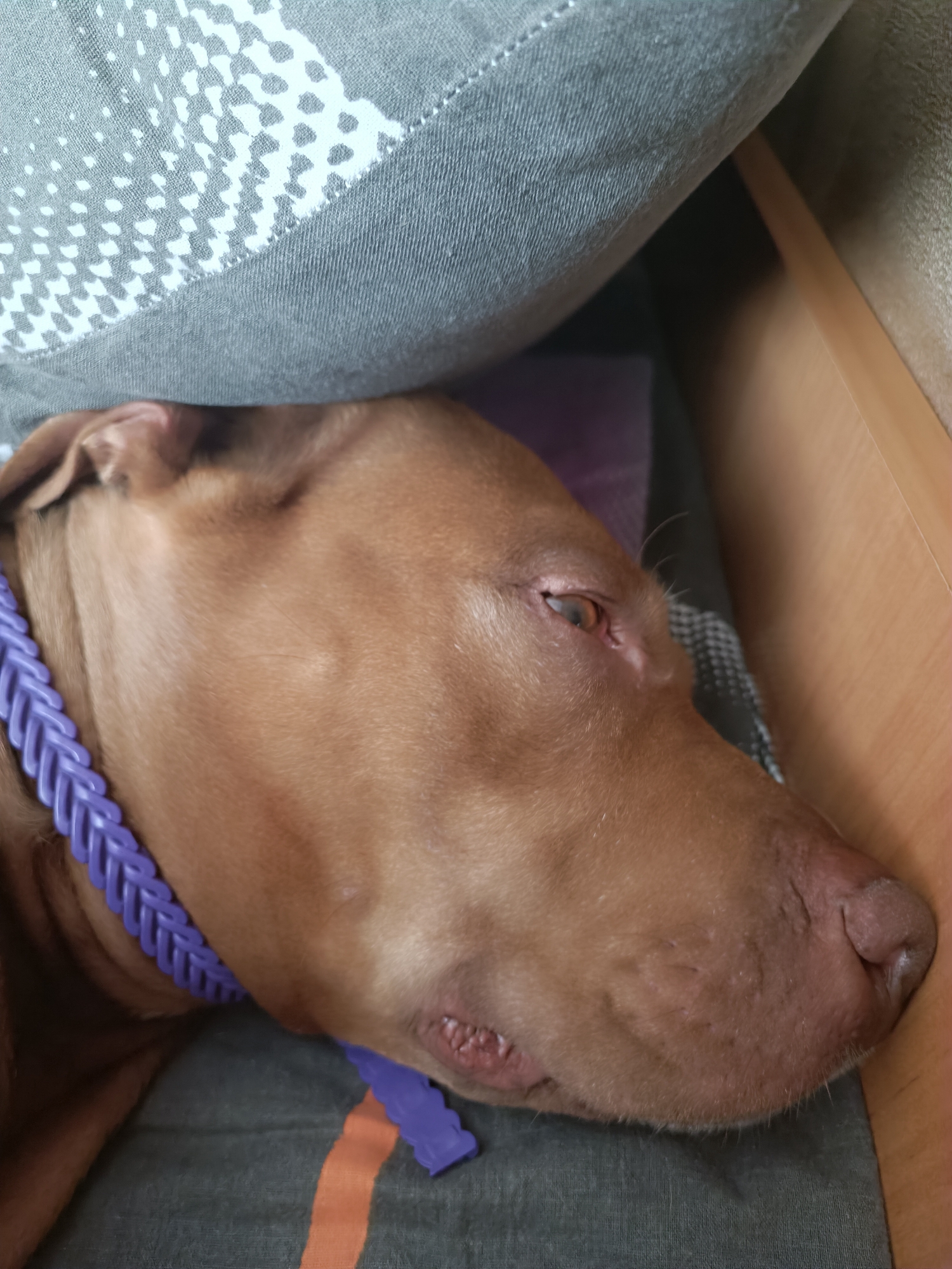 A close-up, eye-level shot shows a tan-colored dog lying down, resting its head on a patterned gray cushion. The dog is wearing a braided purple collar. The environment appears to be indoors, with a hint of a wooden surface on the right side of the frame. The lighting is dim, creating a soft focus effect.