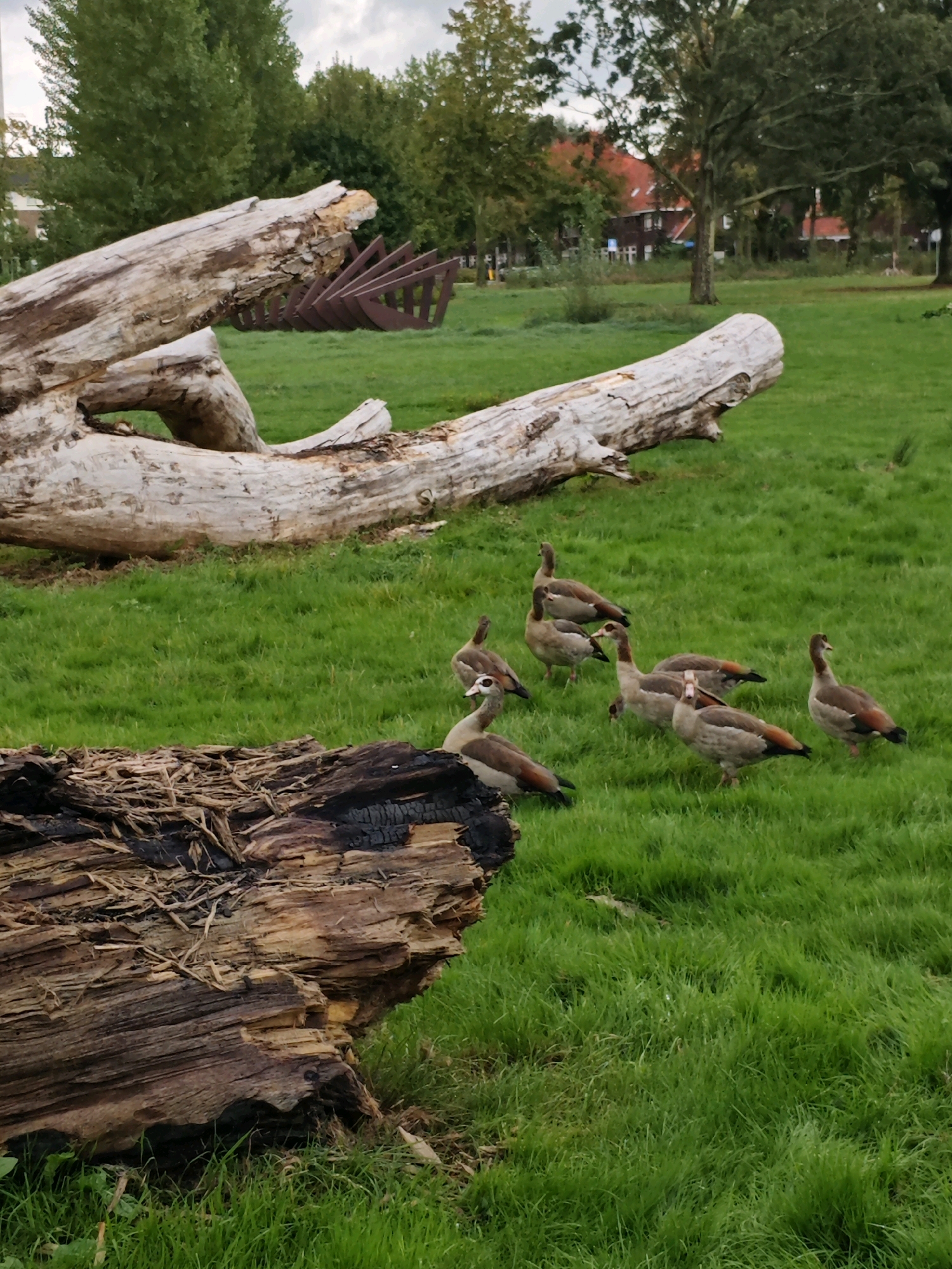The image depicts a grassy area with several Egyptian geese gathered near large, weathered logs. One log in the foreground is dark and appears burned. In the background, a lighter-colored, decaying log spans across the frame, and beyond that, trees and buildings can be seen. A metallic, fan-like structure is visible in the mid-ground. The setting is likely a park or natural area within Eindhoven, Netherlands, given the presence of Egyptian geese, which are common in the region. There are no people visible in the image. The geese are standing or walking on the grass, and their interactions, if any, are not discernible.